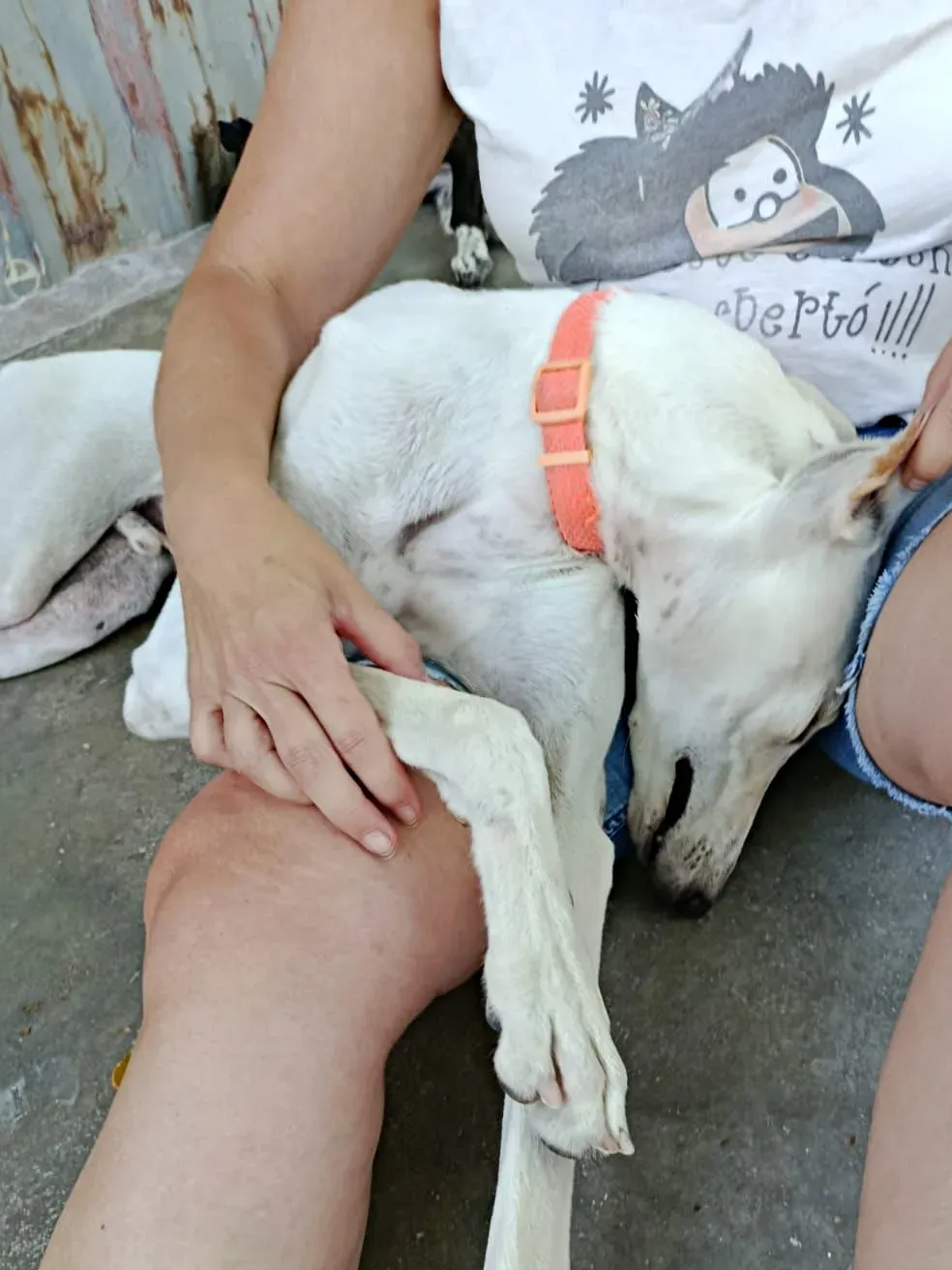 marcus galgo adozione 12