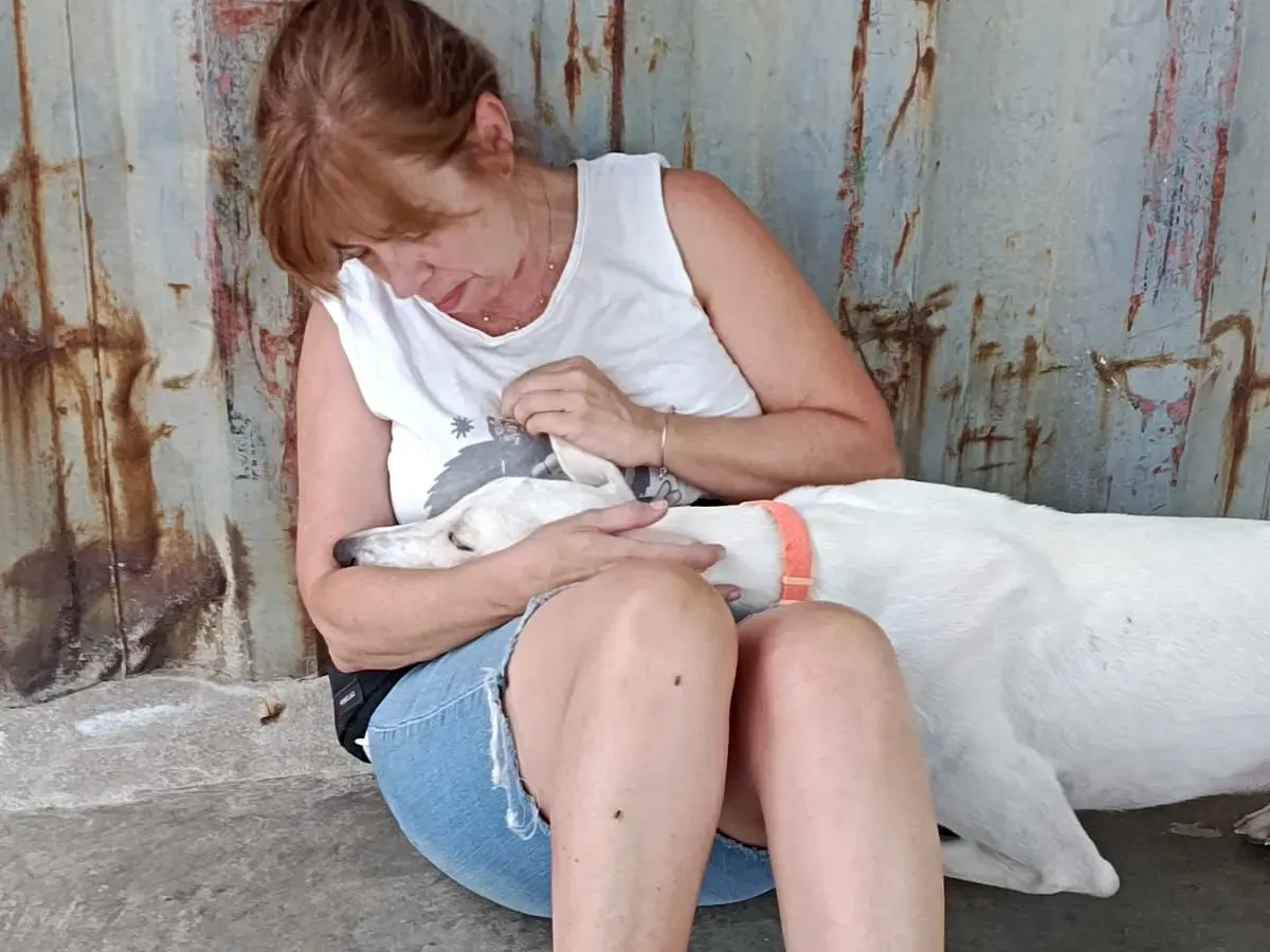 marcus galgo adozione 13