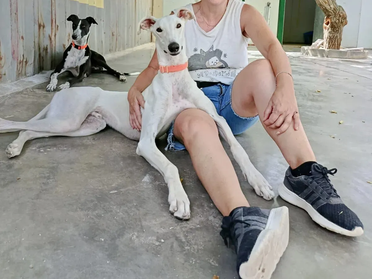 marcus galgo adozione 14