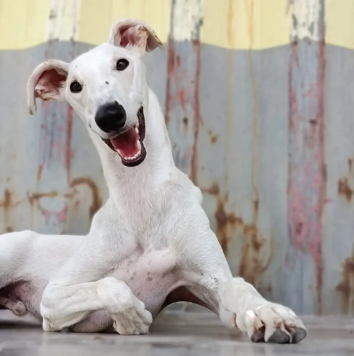 marcus galgo adozione 15