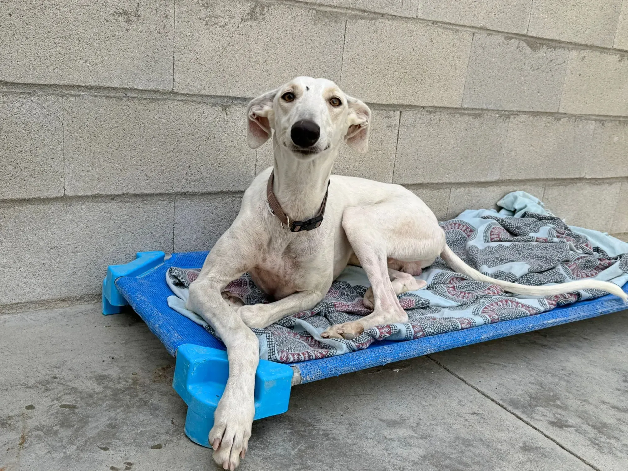 marcus galgo adozione 16