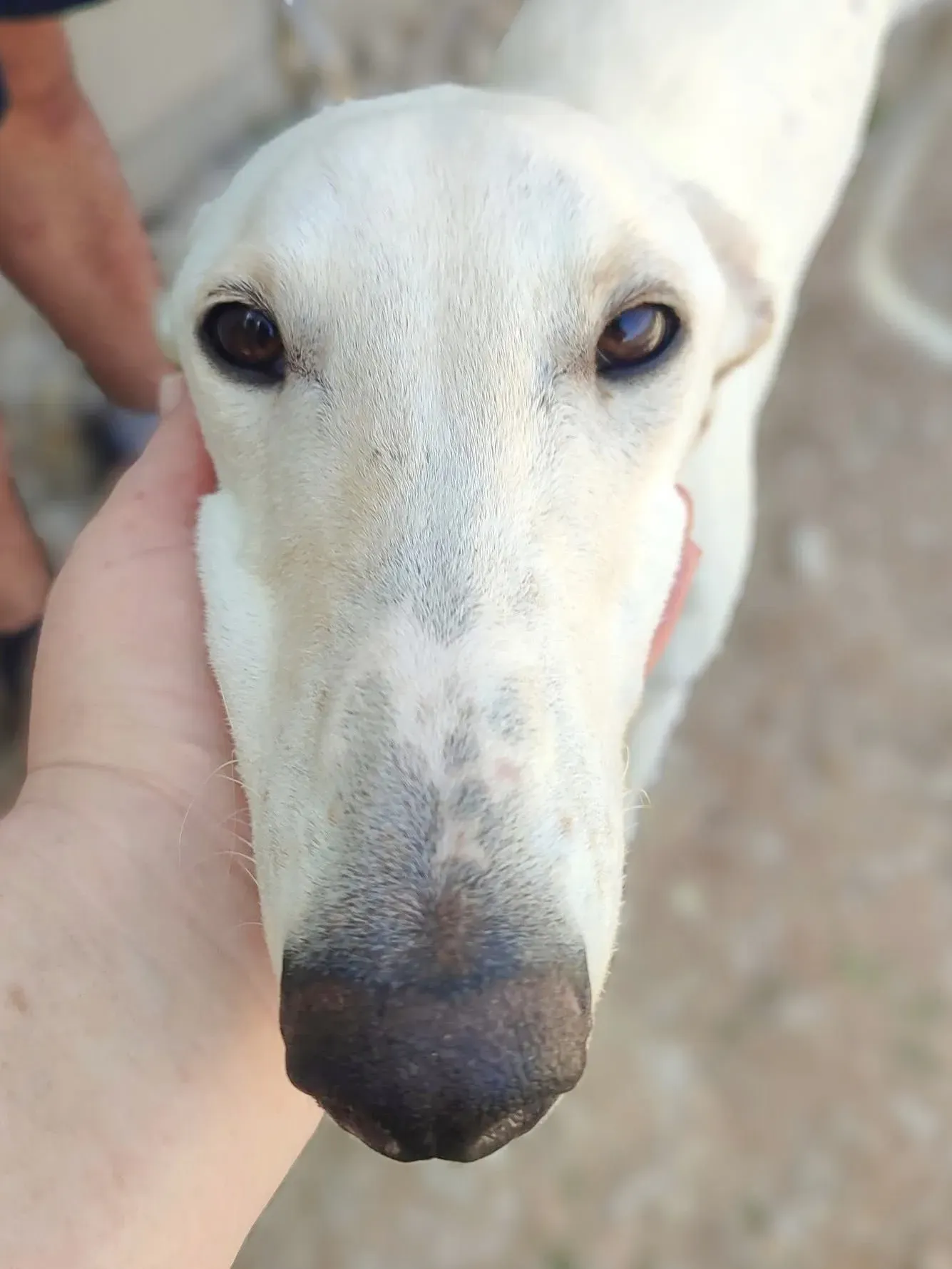 marcus galgo adozione 2