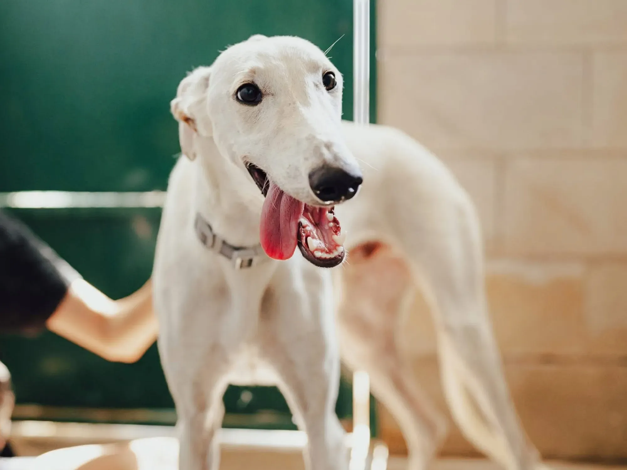 marcus galgo adozione 3