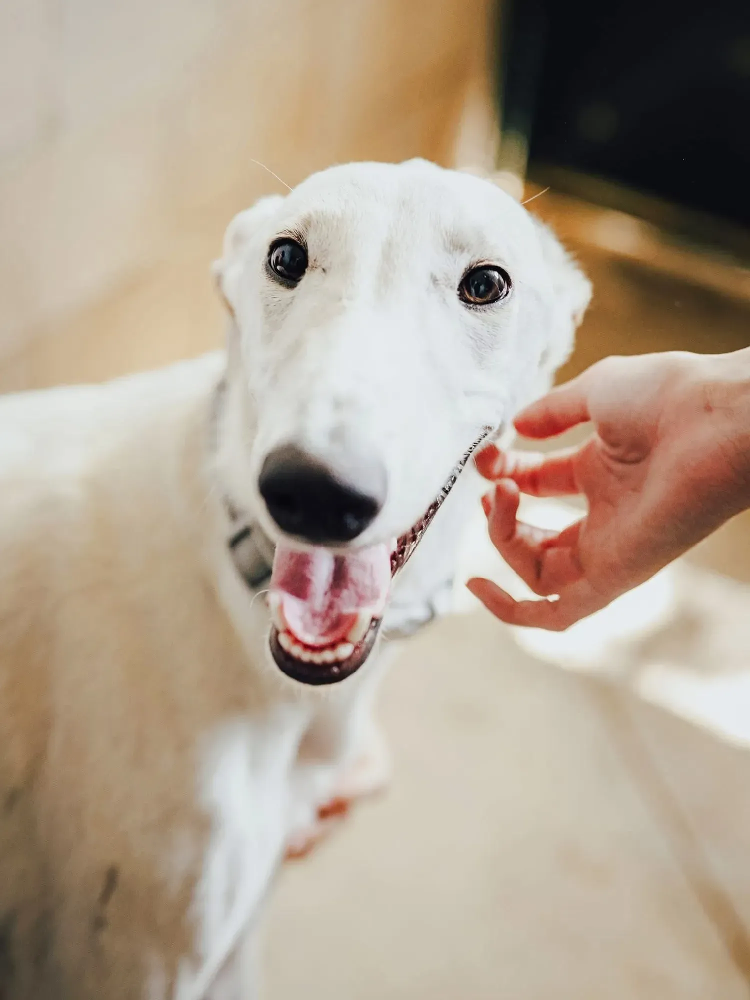 marcus galgo adozione 4