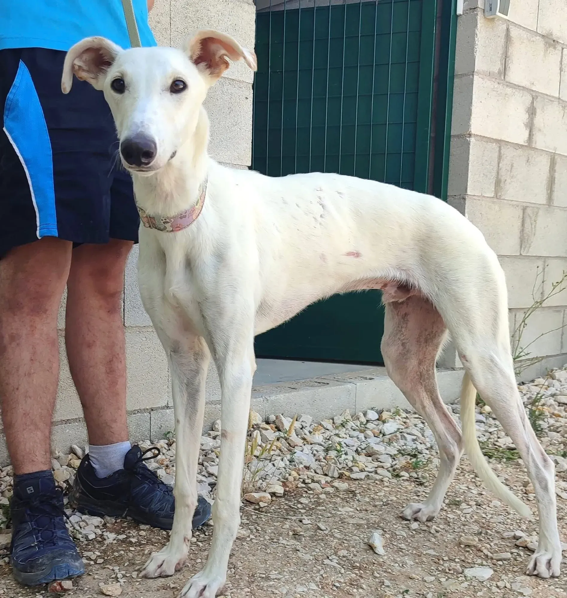 marcus galgo adozione 5