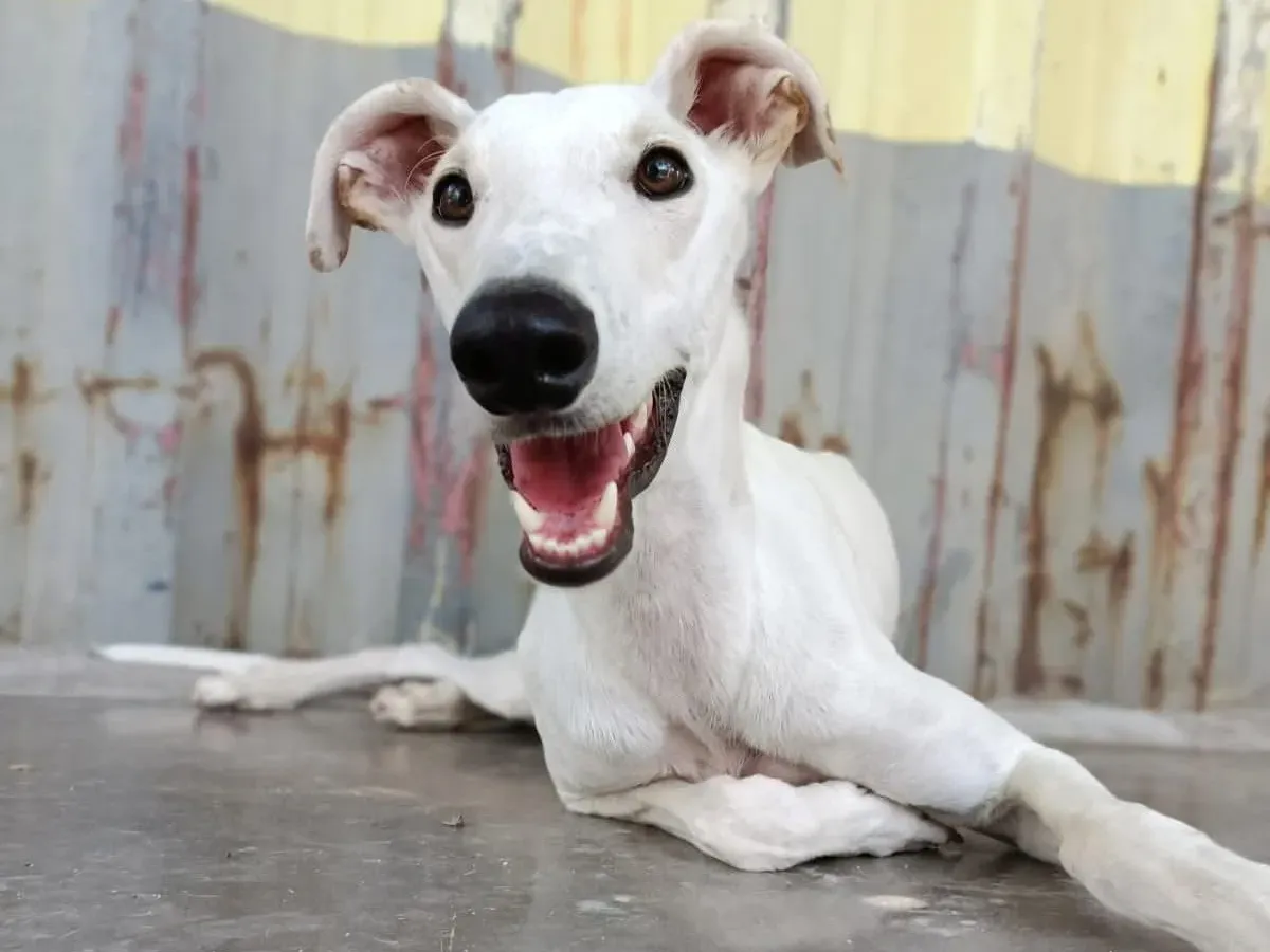 marcus galgo adozione 6