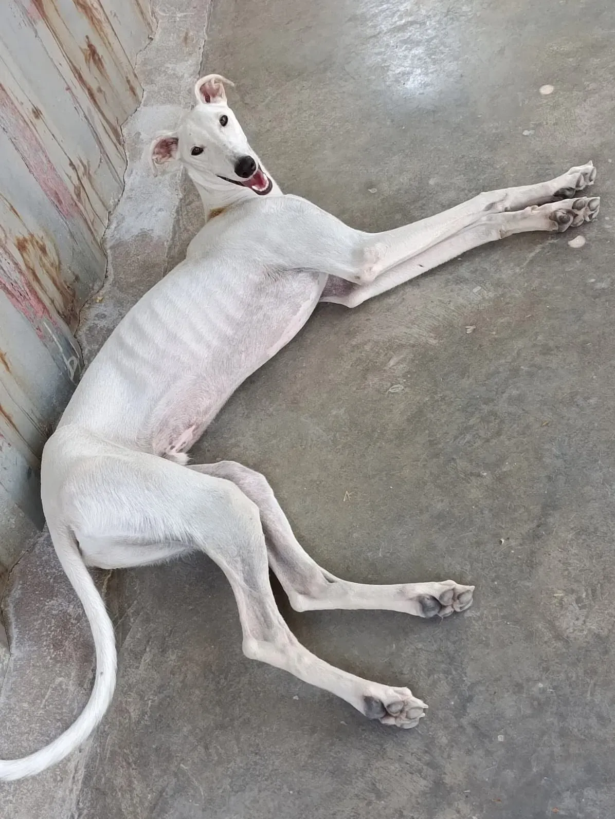 marcus galgo adozione 7