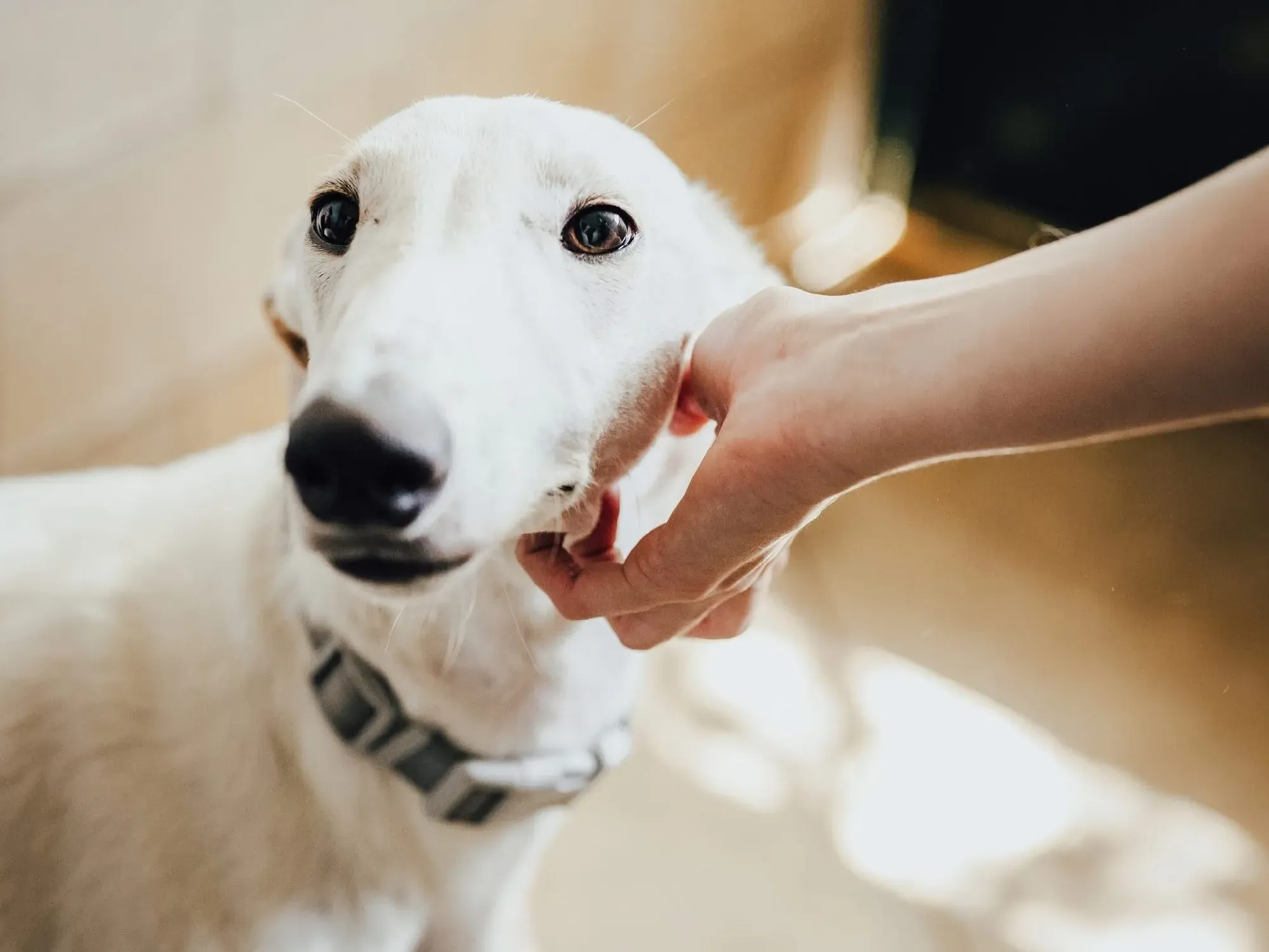 marcus galgo adozione 8