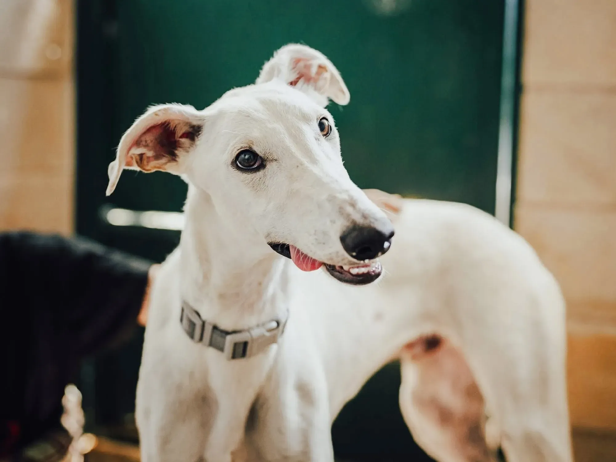 marcus galgo adozione 9