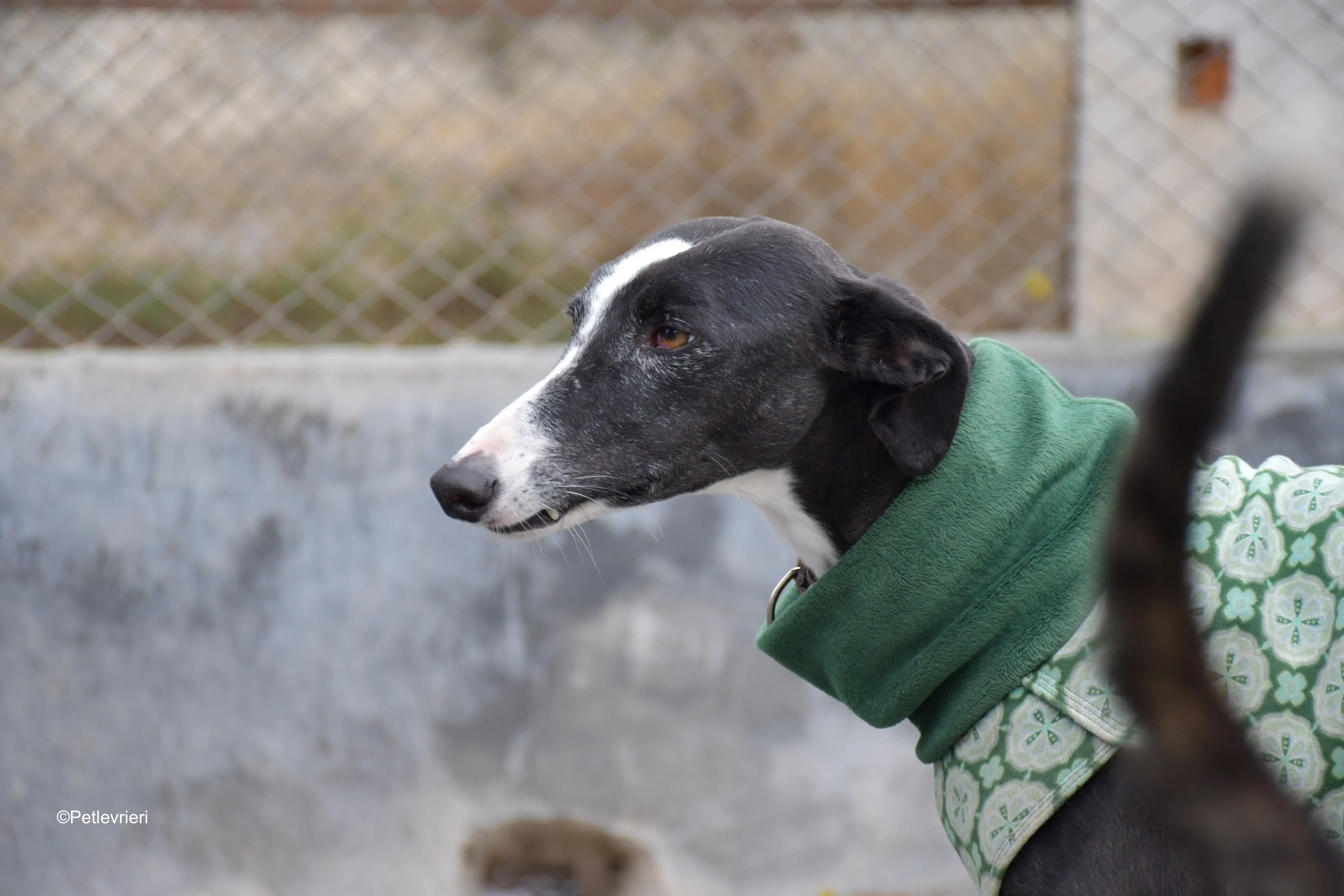 marea adozione galgo pet levrieri 11