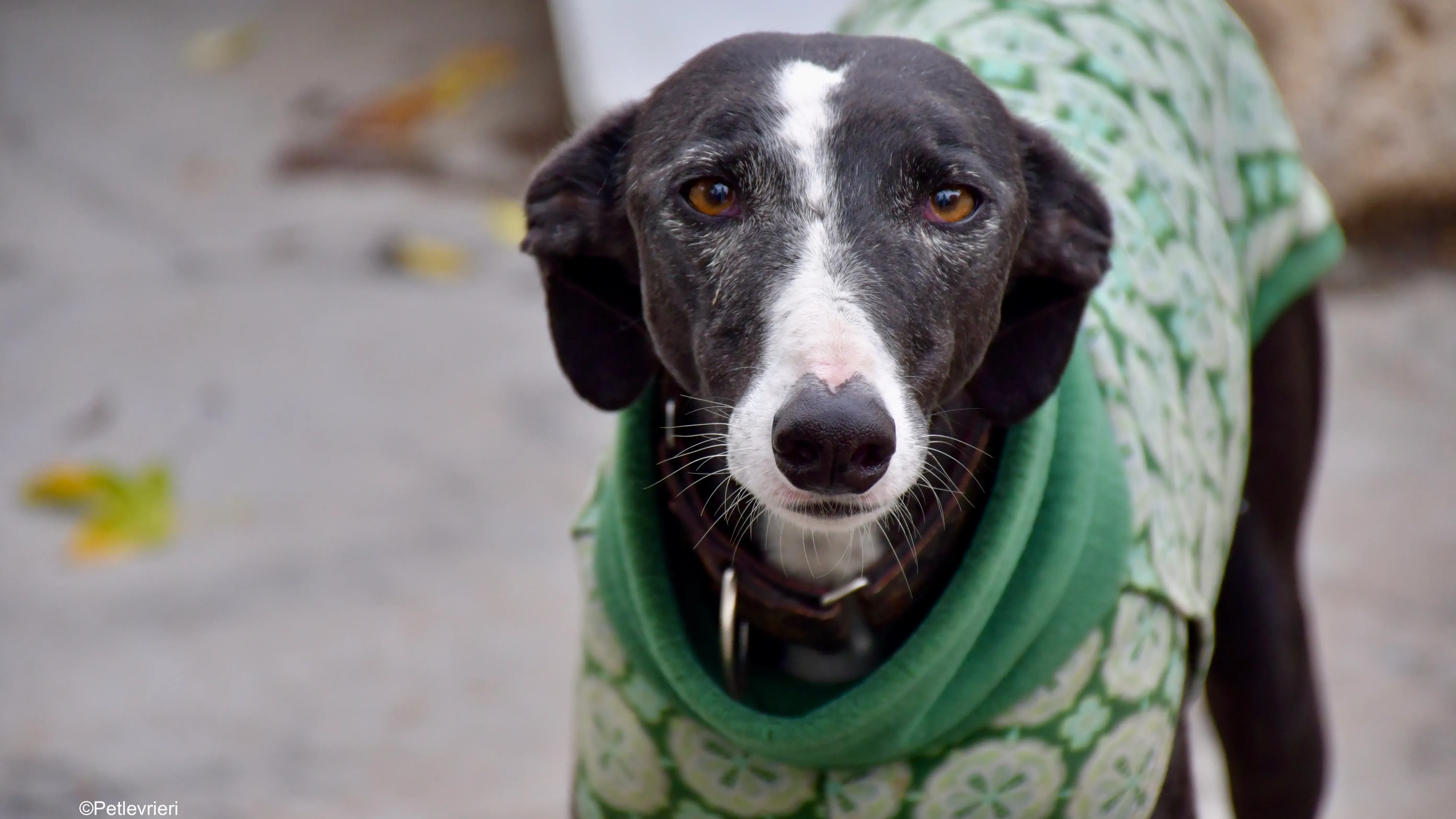 marea adozione galgo pet levrieri 7