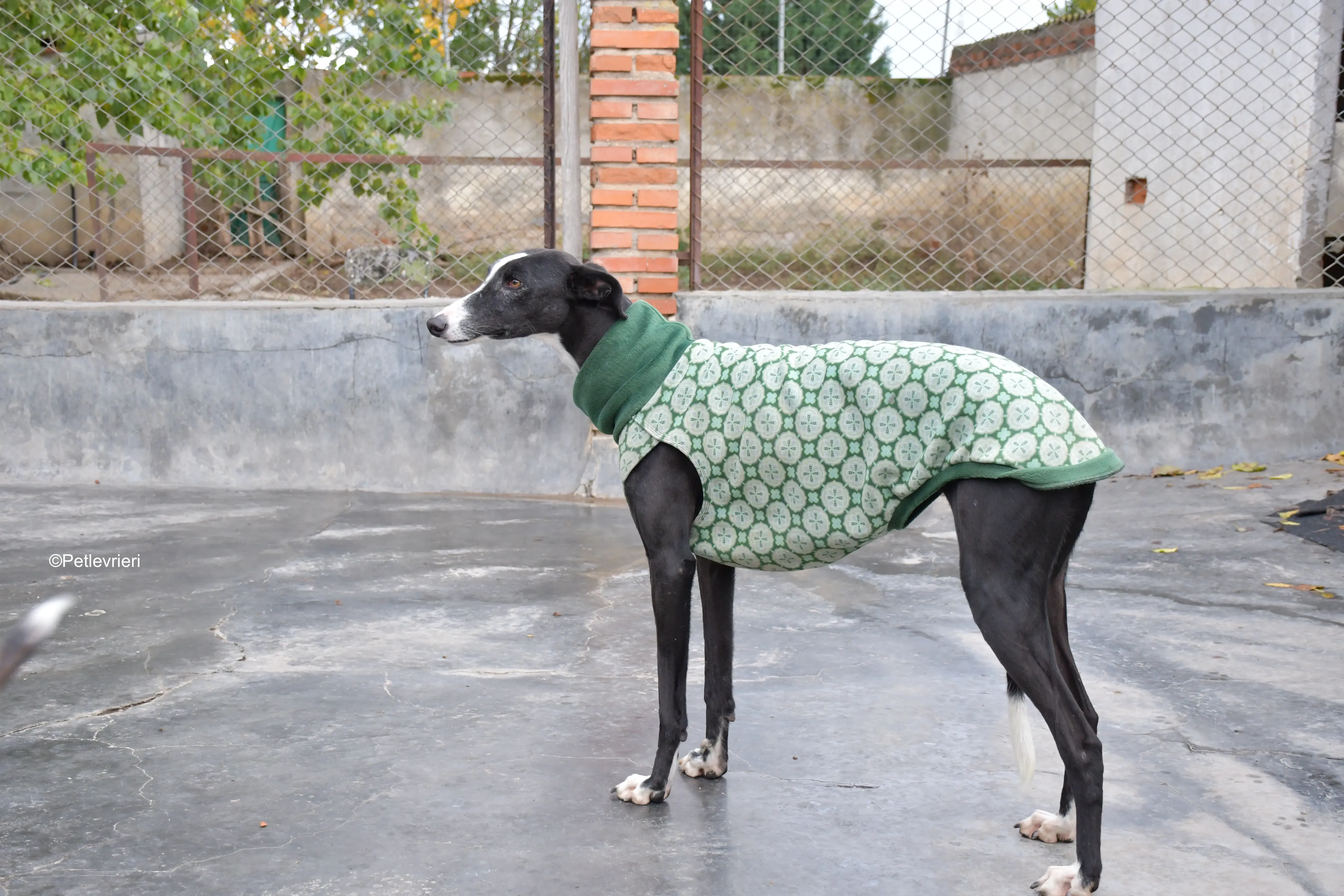 marea adozione galgo pet levrieri 8 JPG