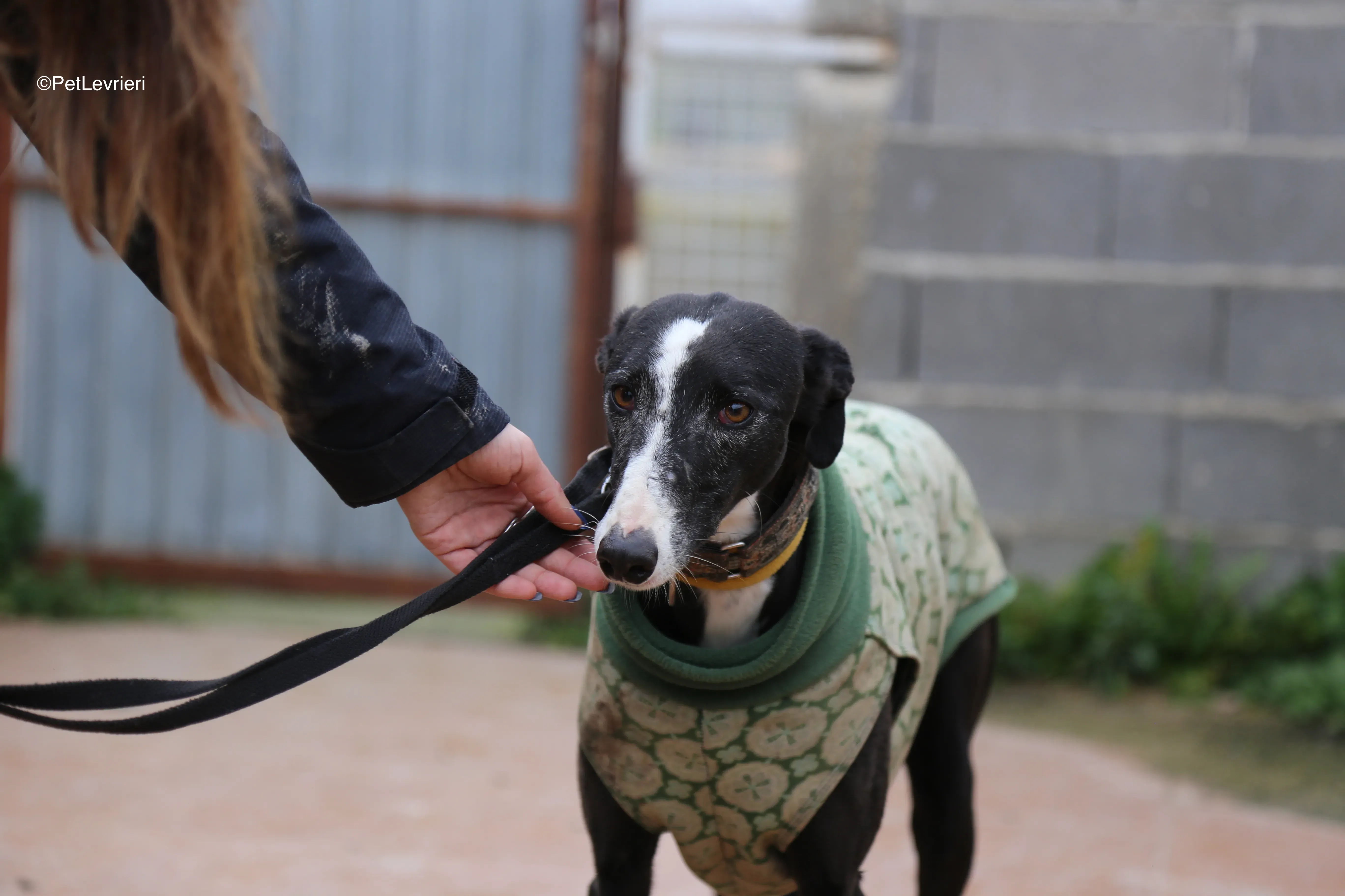 marea adozione galgo pet levrieri 9