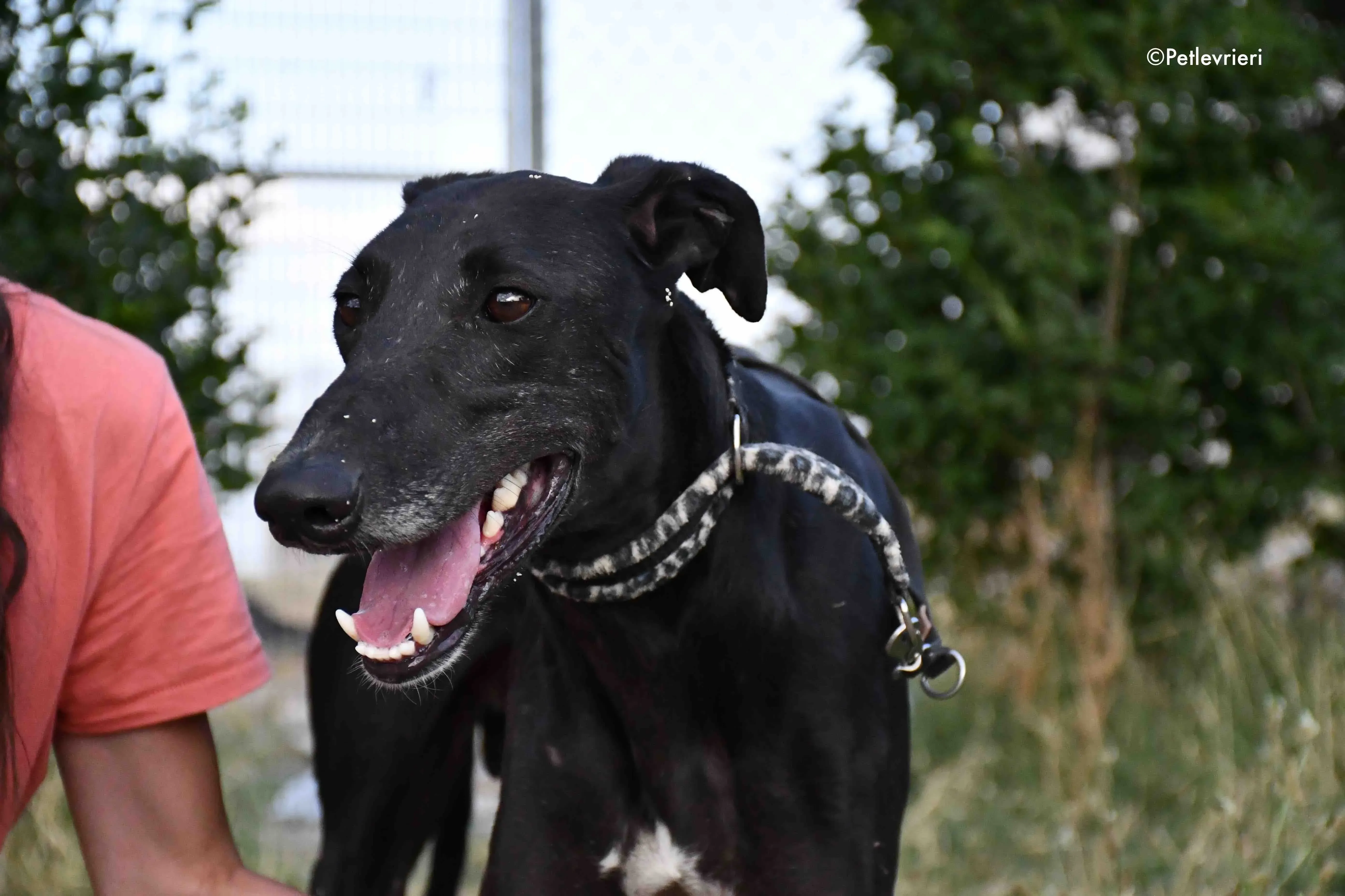 marengo adozione levrieri galgo 1