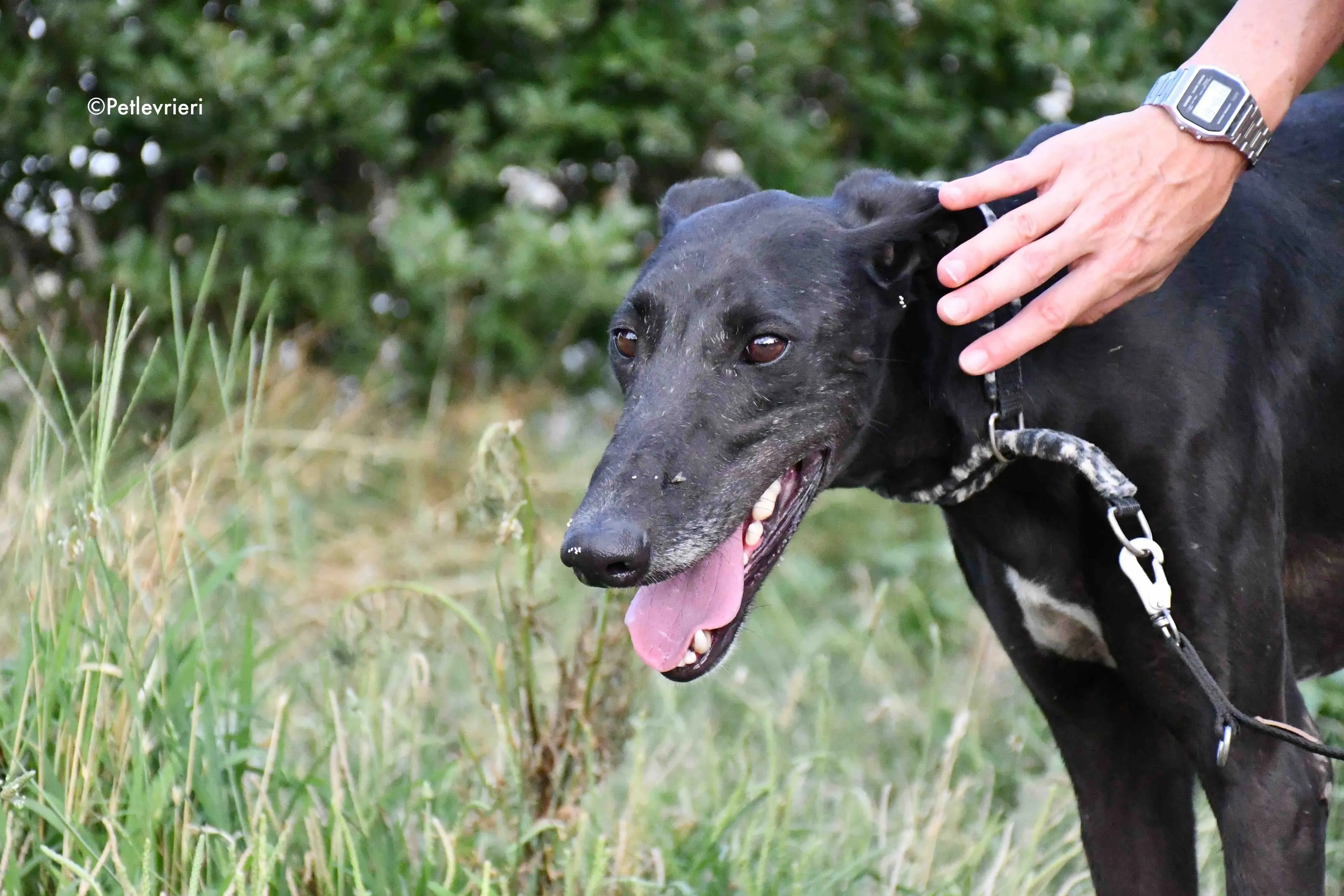 marengo adozione levrieri galgo 10