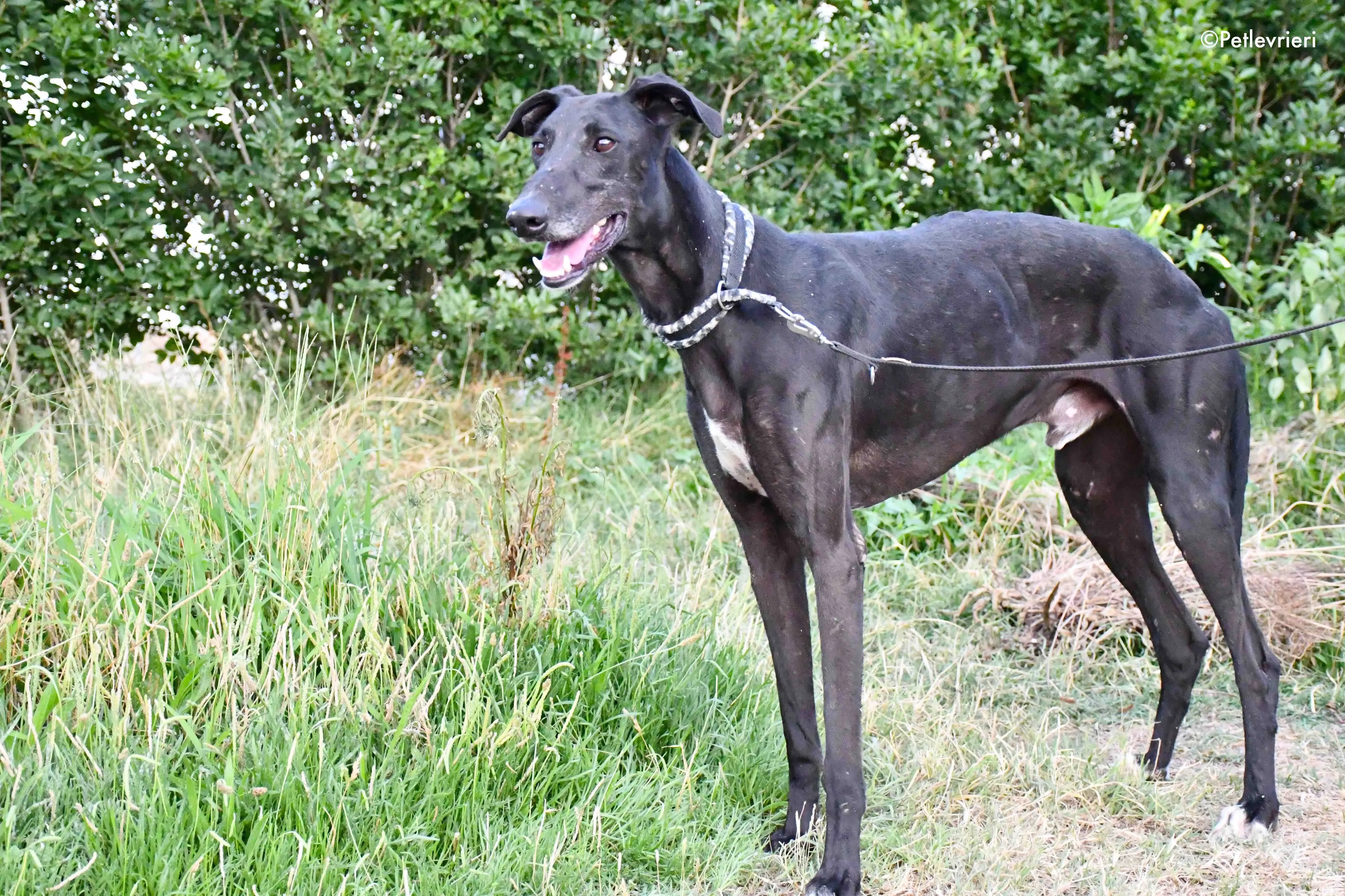 marengo adozione levrieri galgo 11