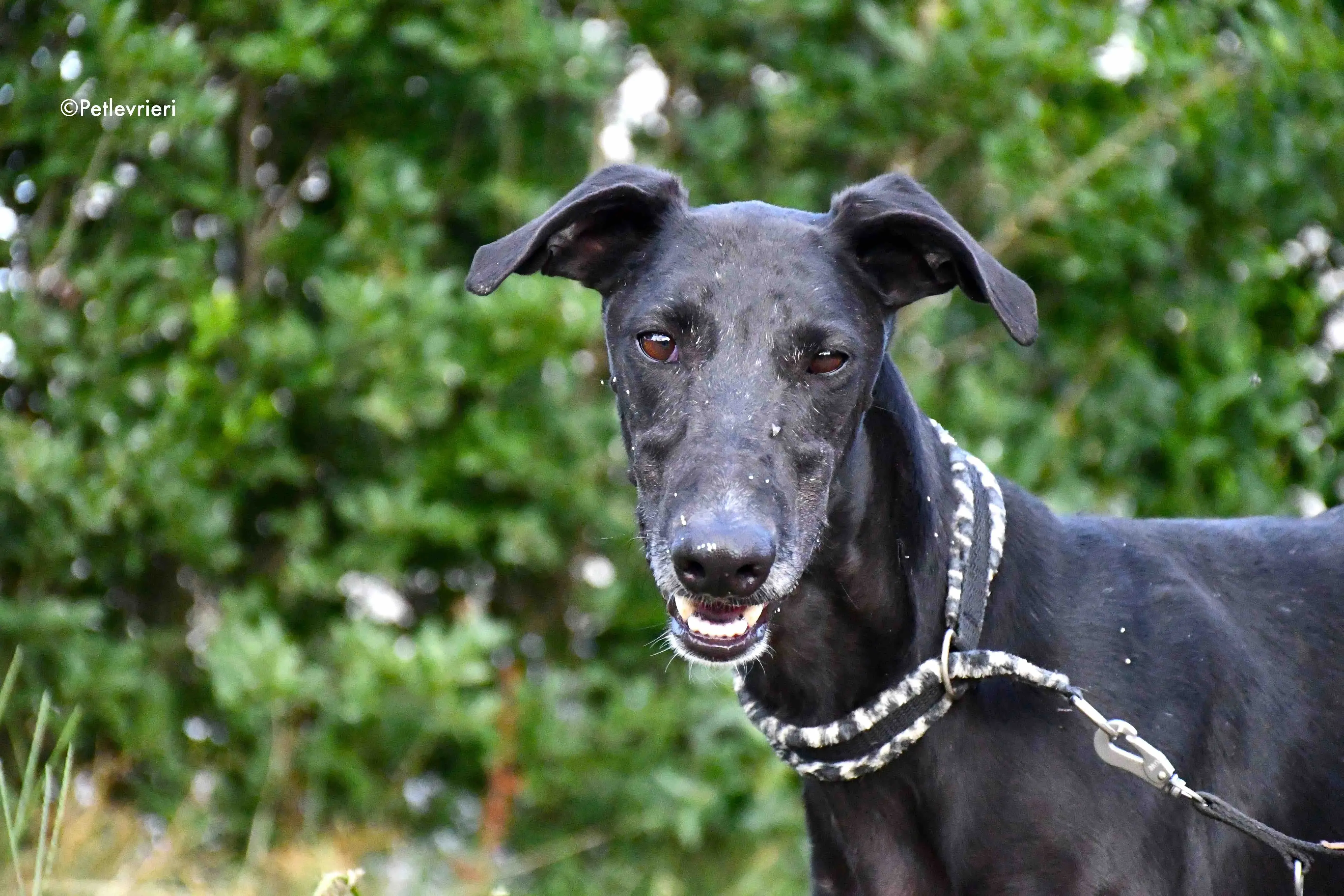 marengo adozione levrieri galgo 12