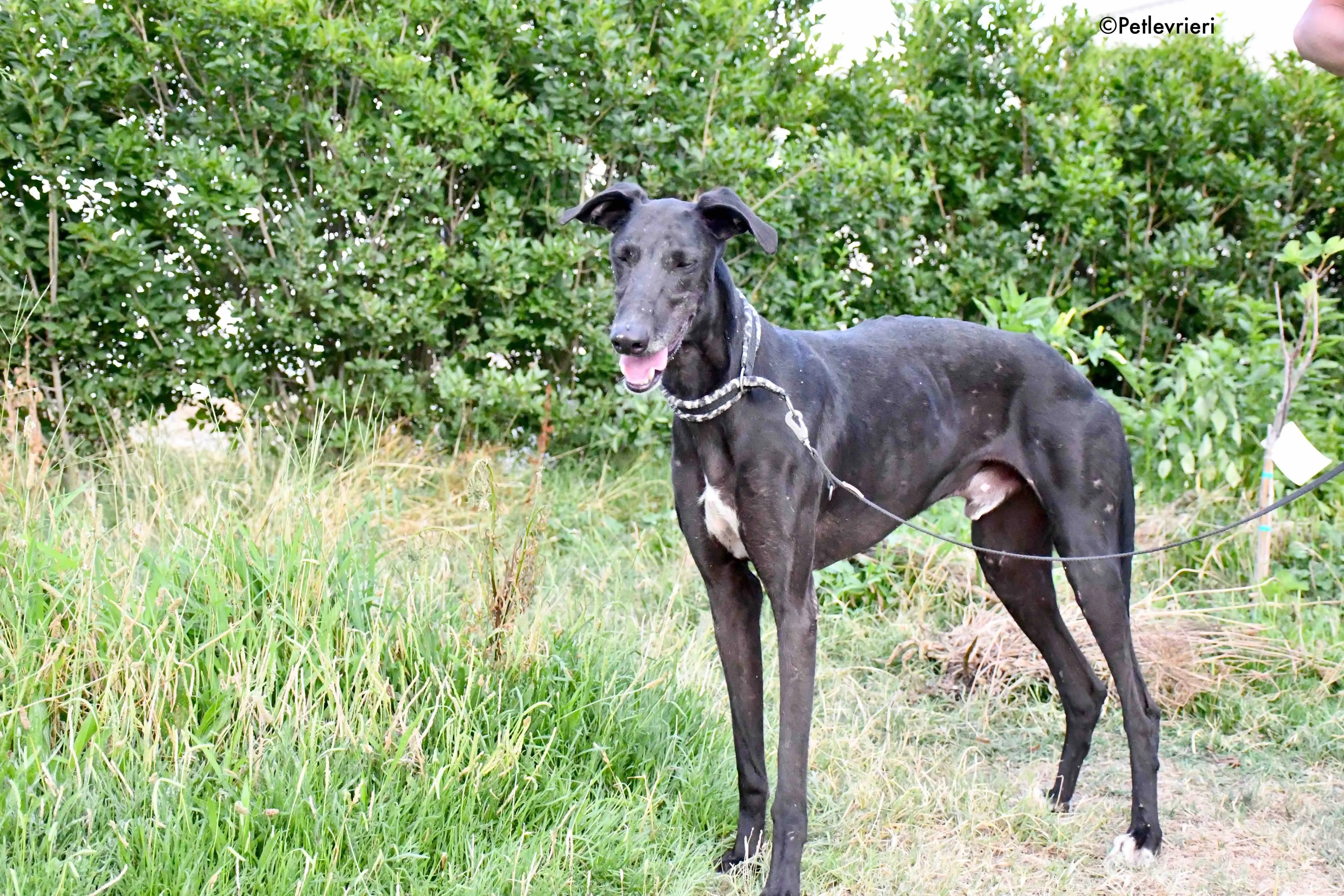 marengo adozione levrieri galgo 13