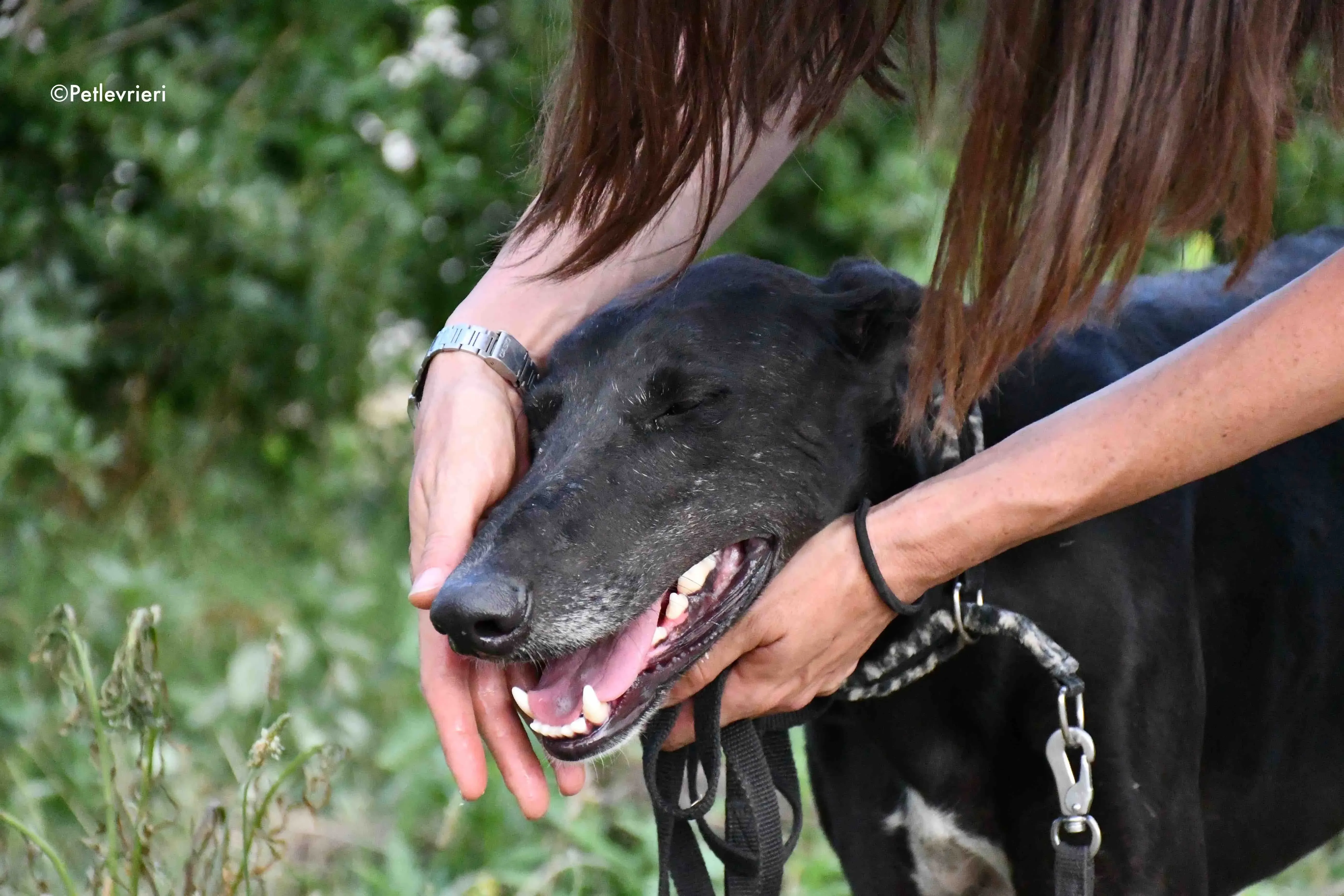 marengo adozione levrieri galgo 14