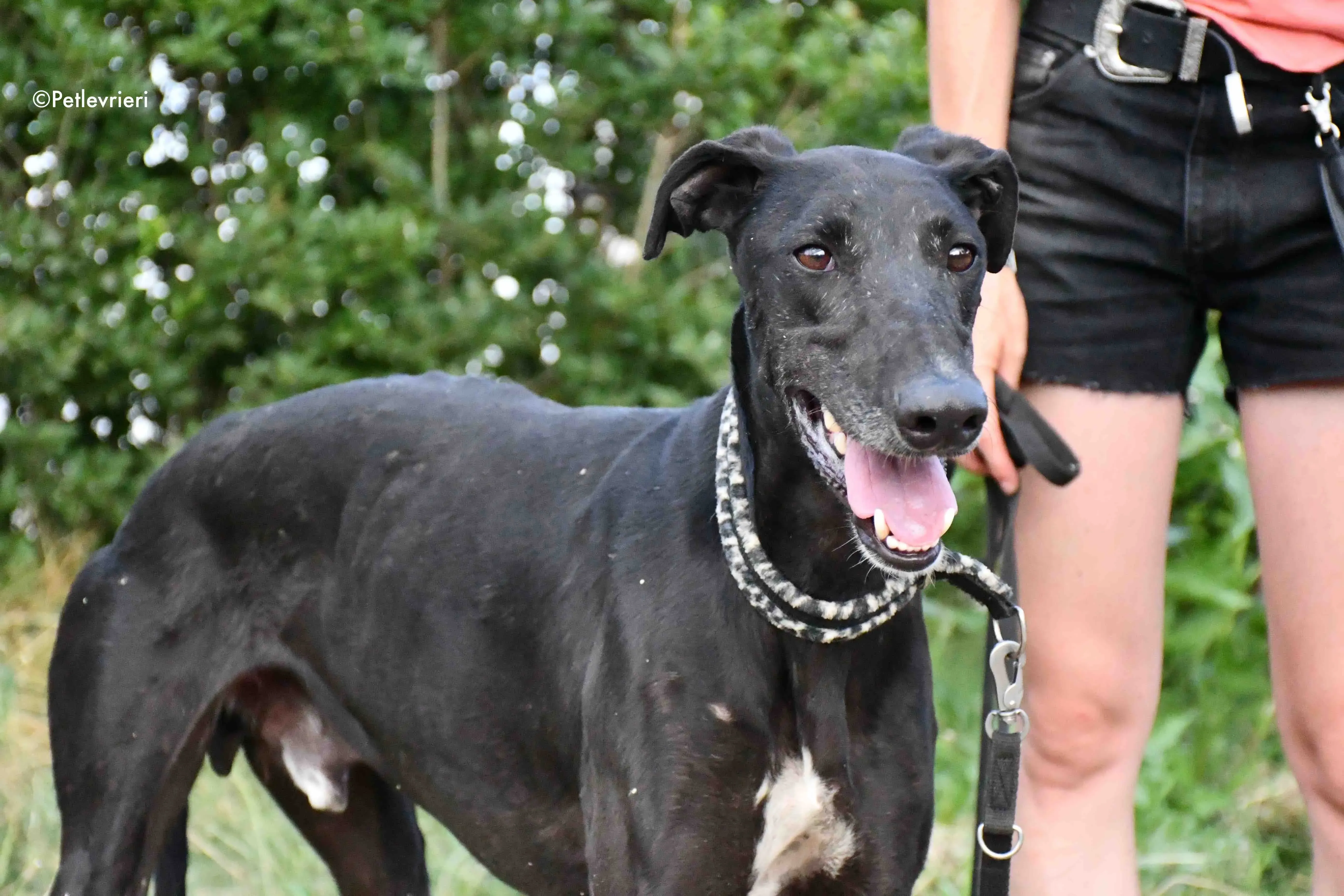 marengo adozione levrieri galgo 15