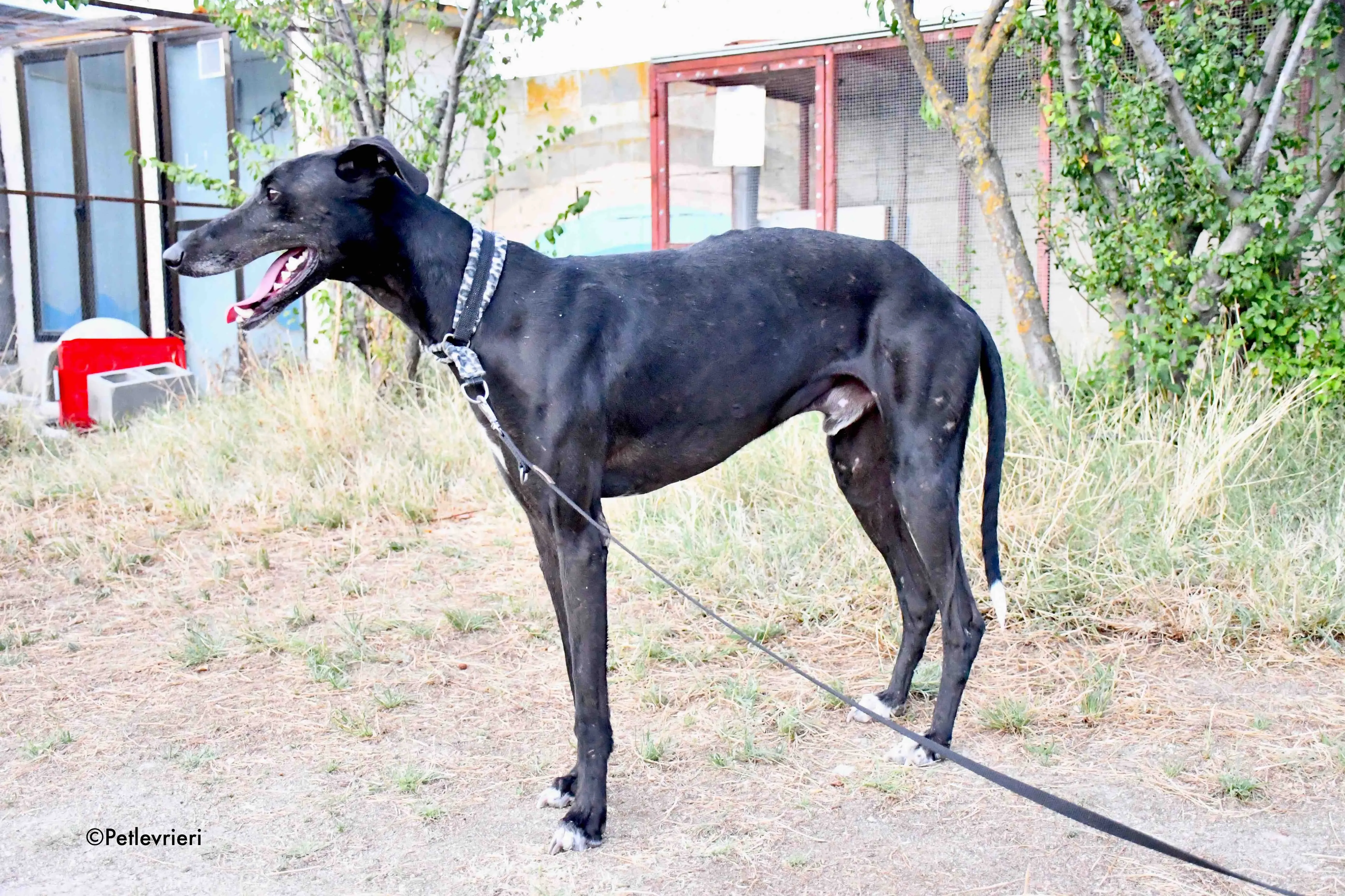 marengo adozione levrieri galgo 16