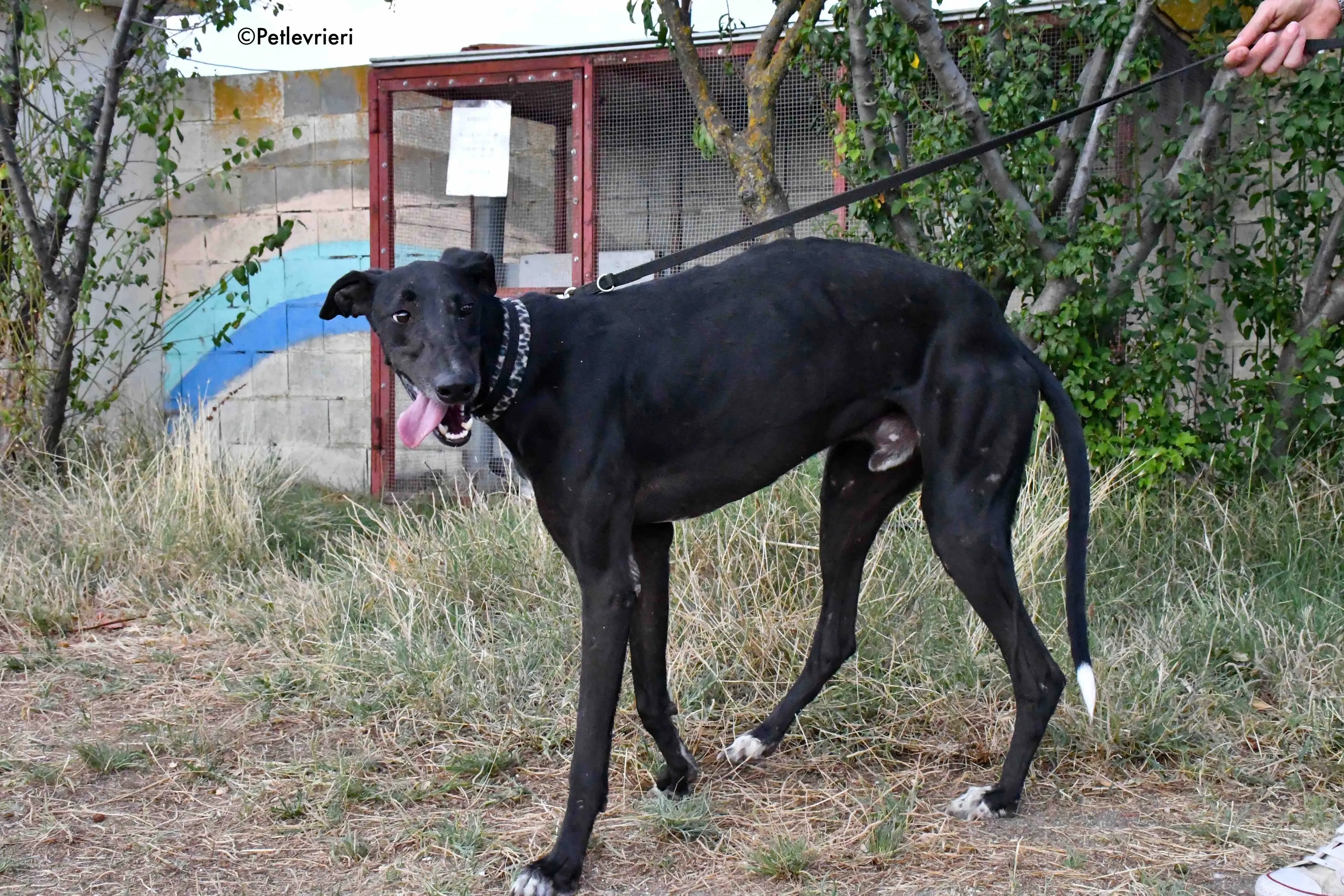 marengo adozione levrieri galgo 17