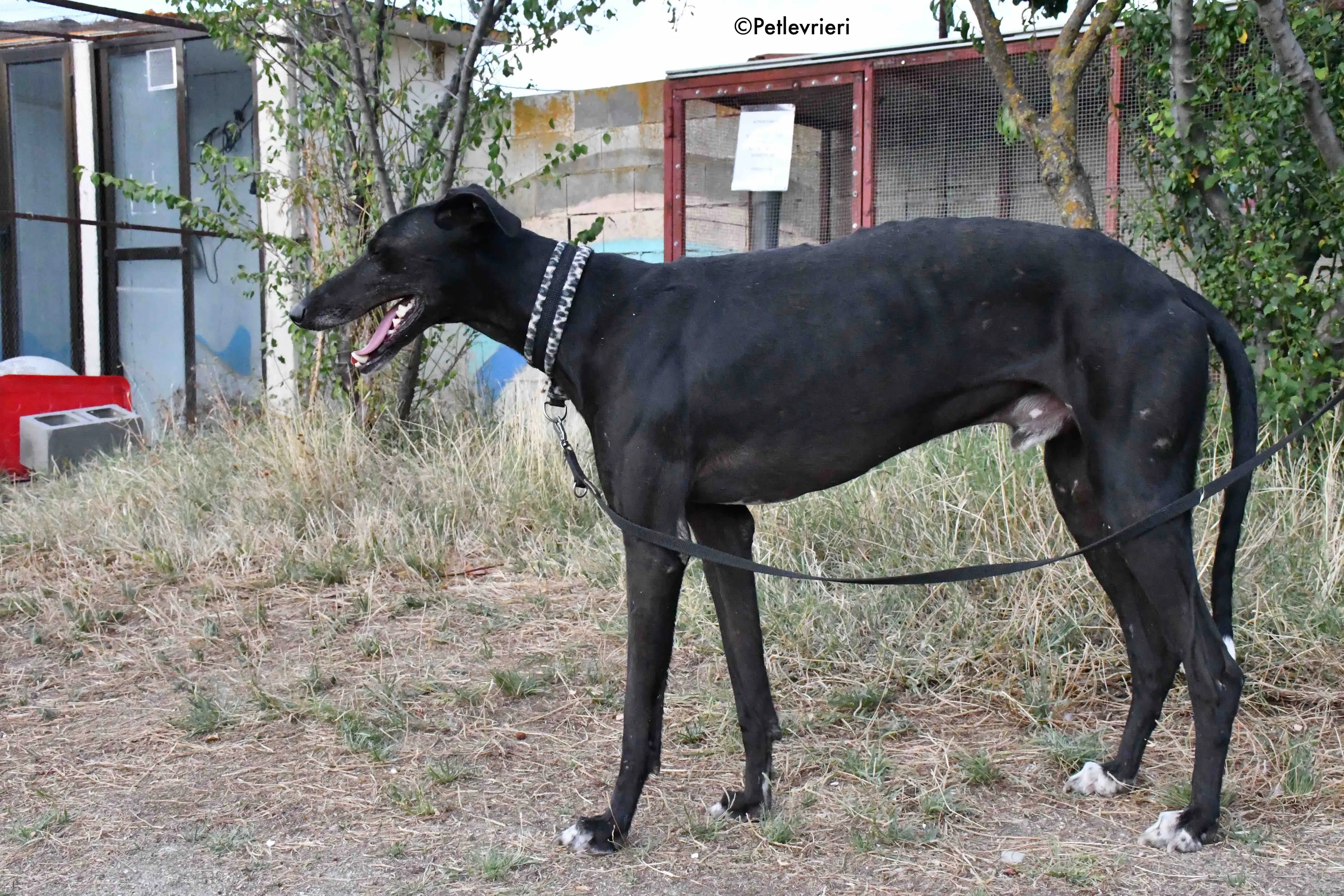 marengo adozione levrieri galgo 18