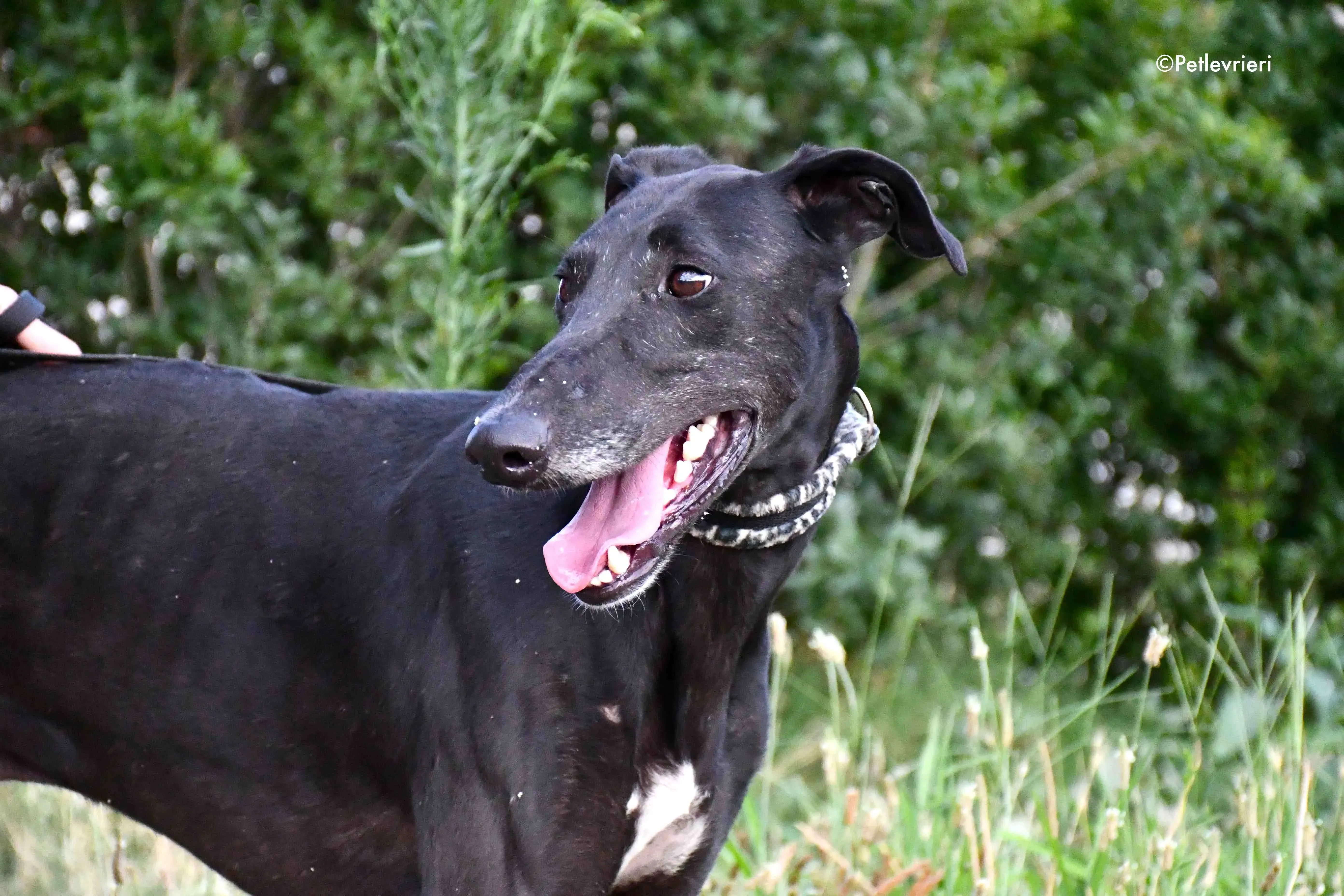 marengo adozione levrieri galgo 2