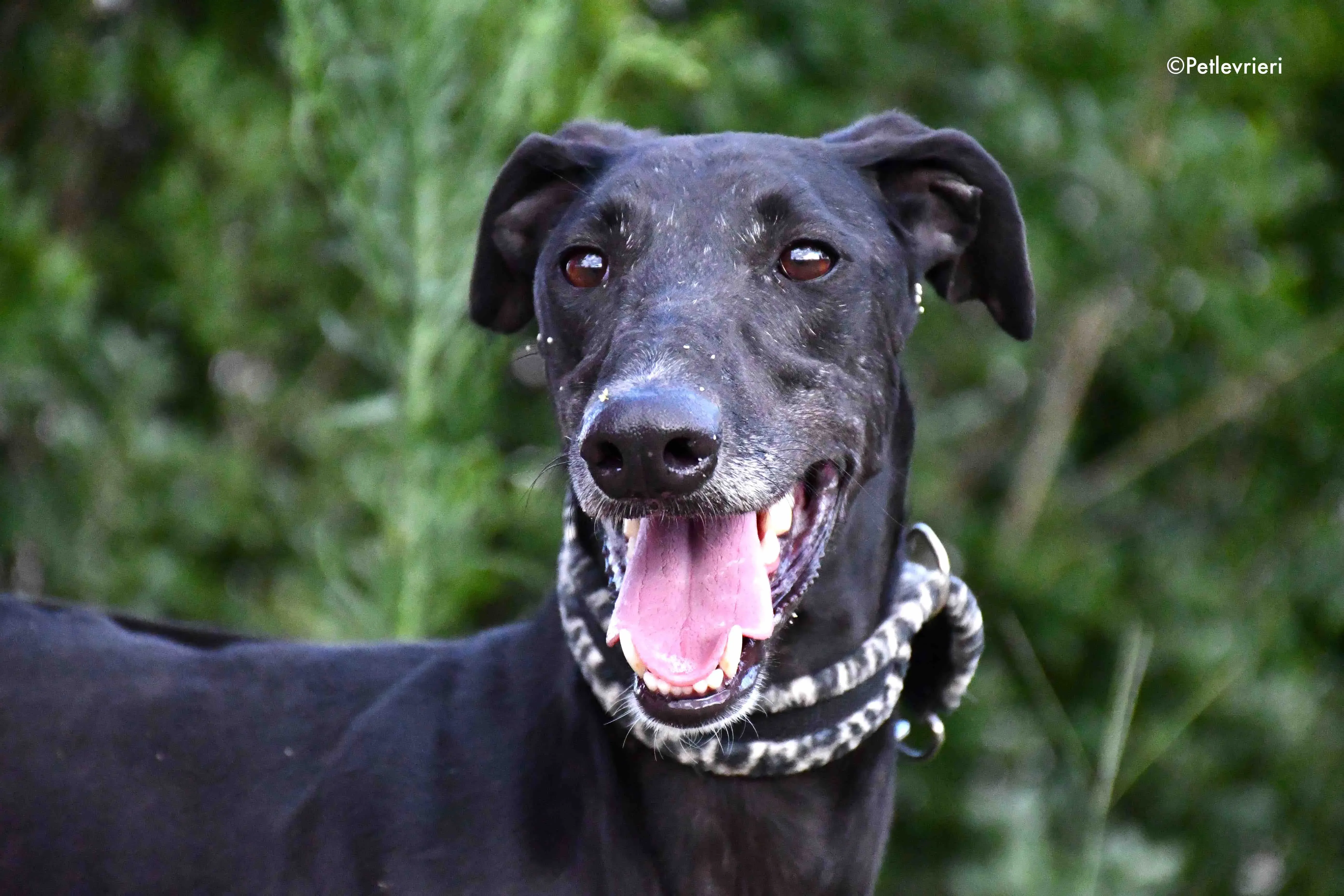 marengo adozione levrieri galgo 3