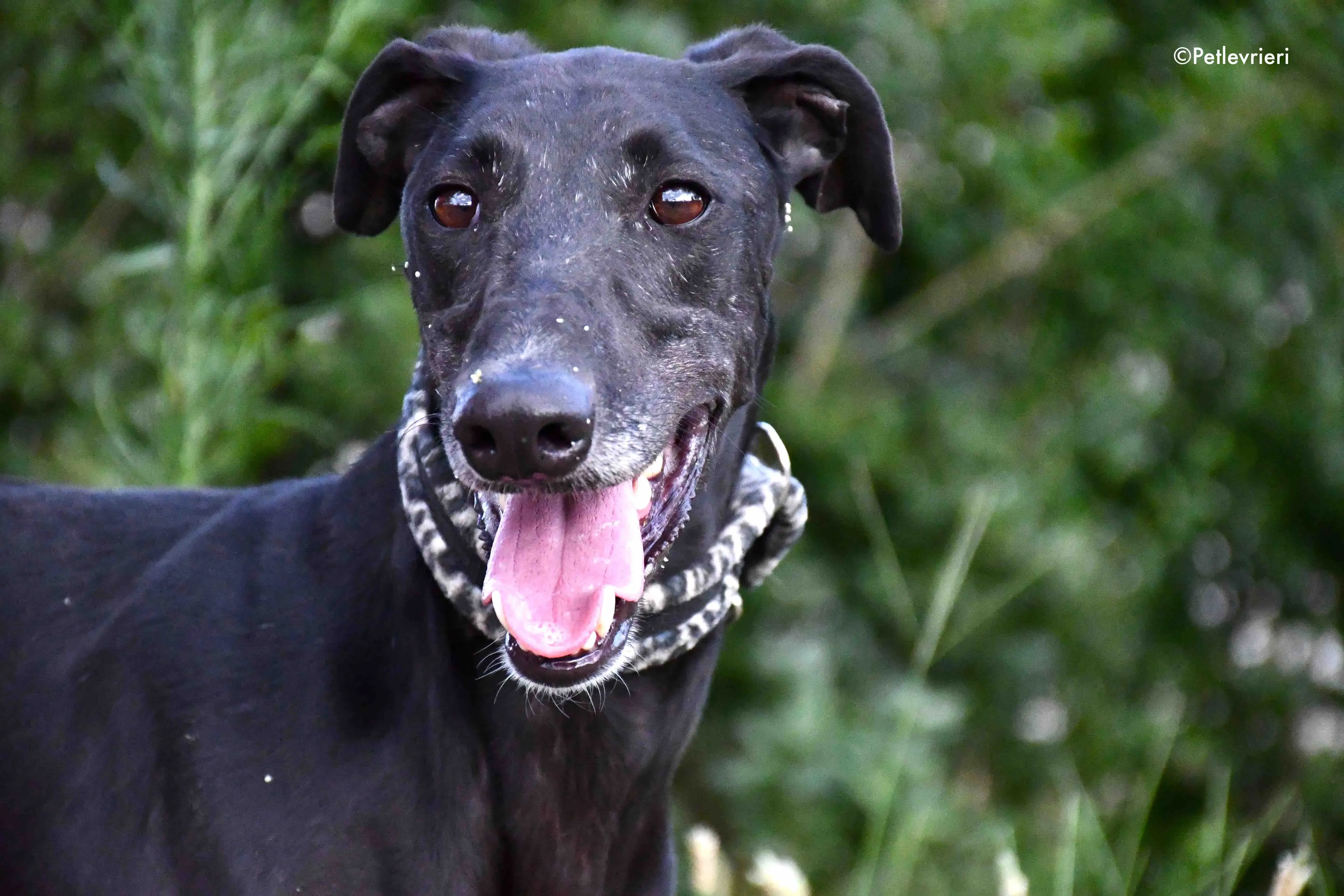 marengo adozione levrieri galgo 4