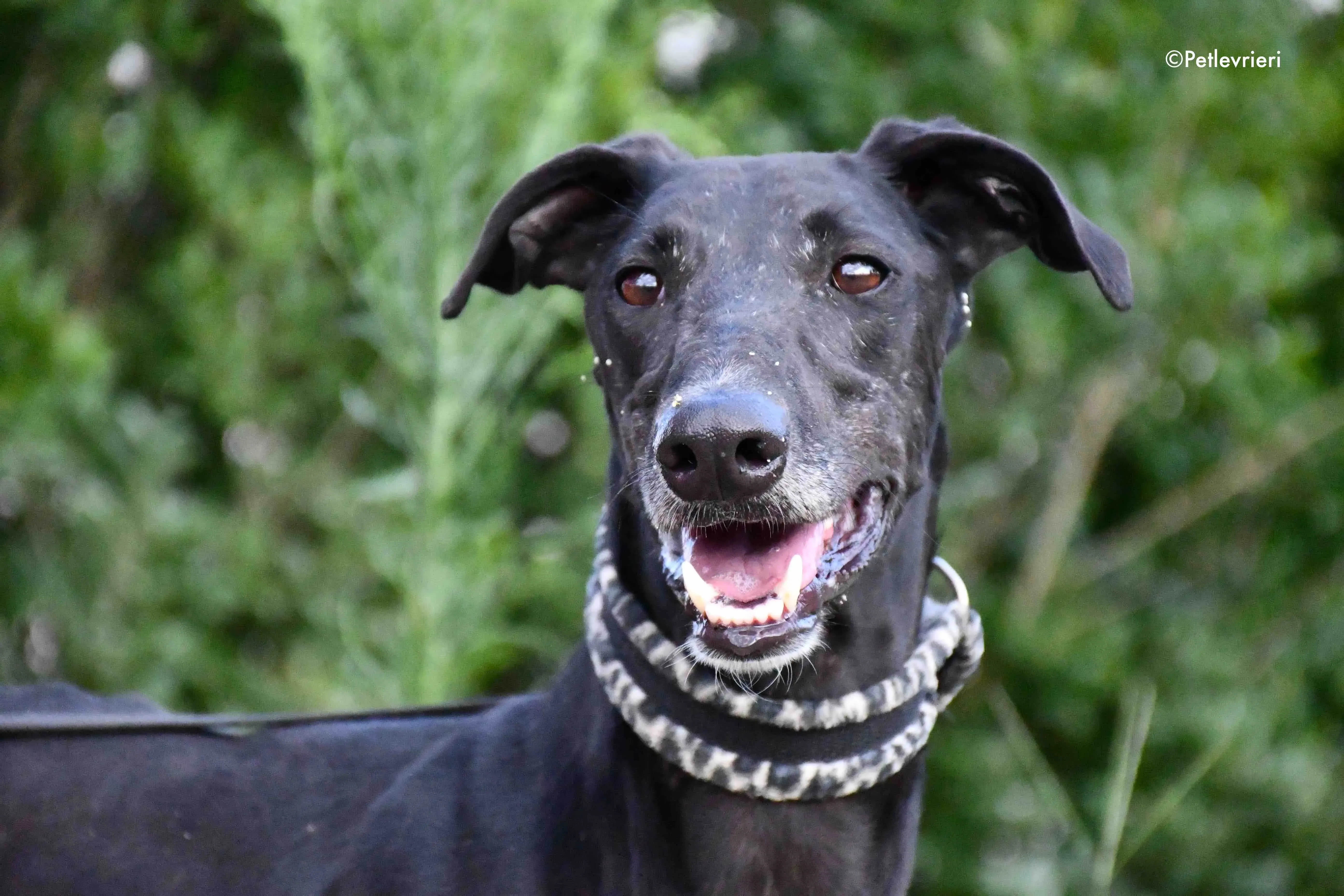 marengo adozione levrieri galgo 5