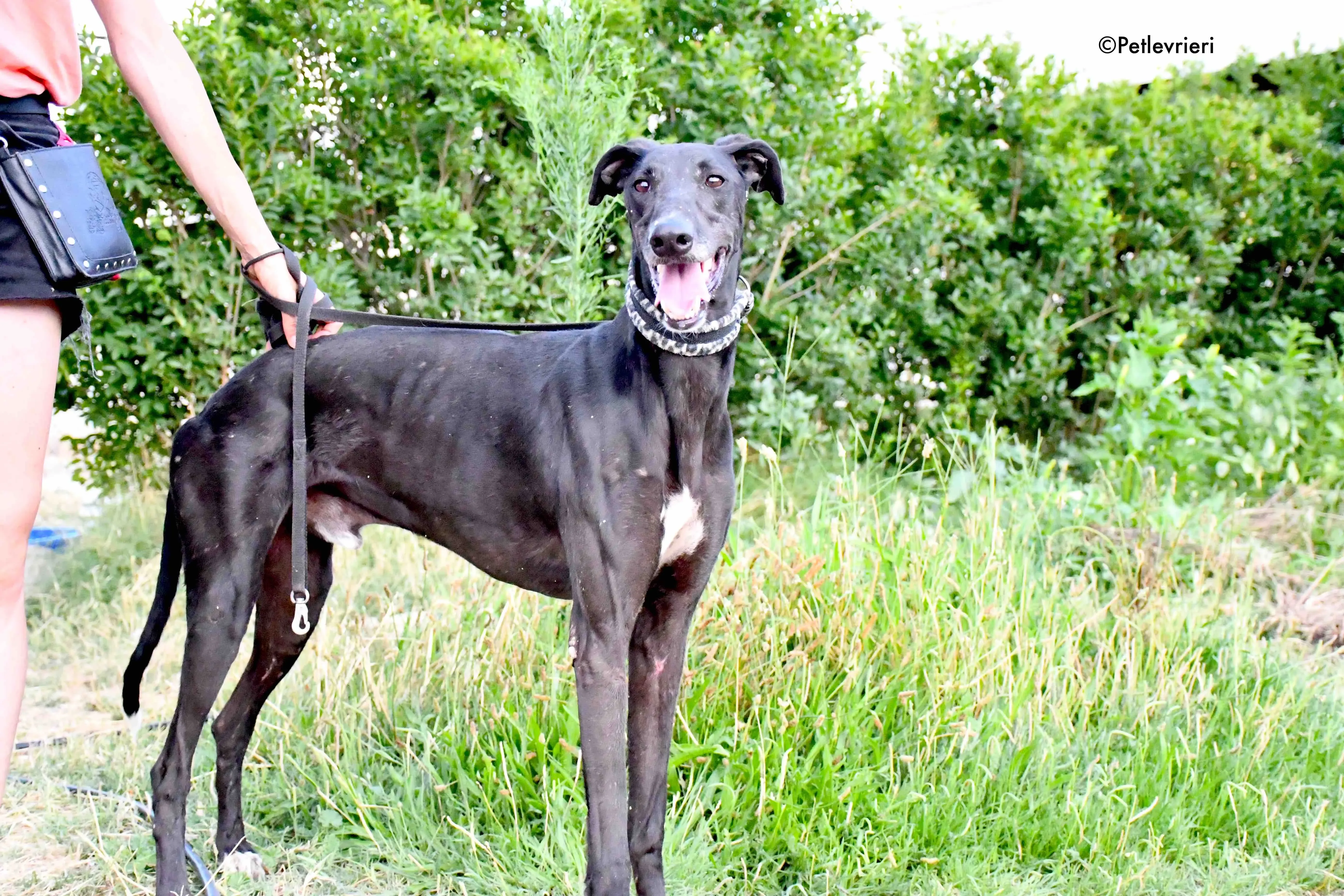 marengo adozione levrieri galgo 6