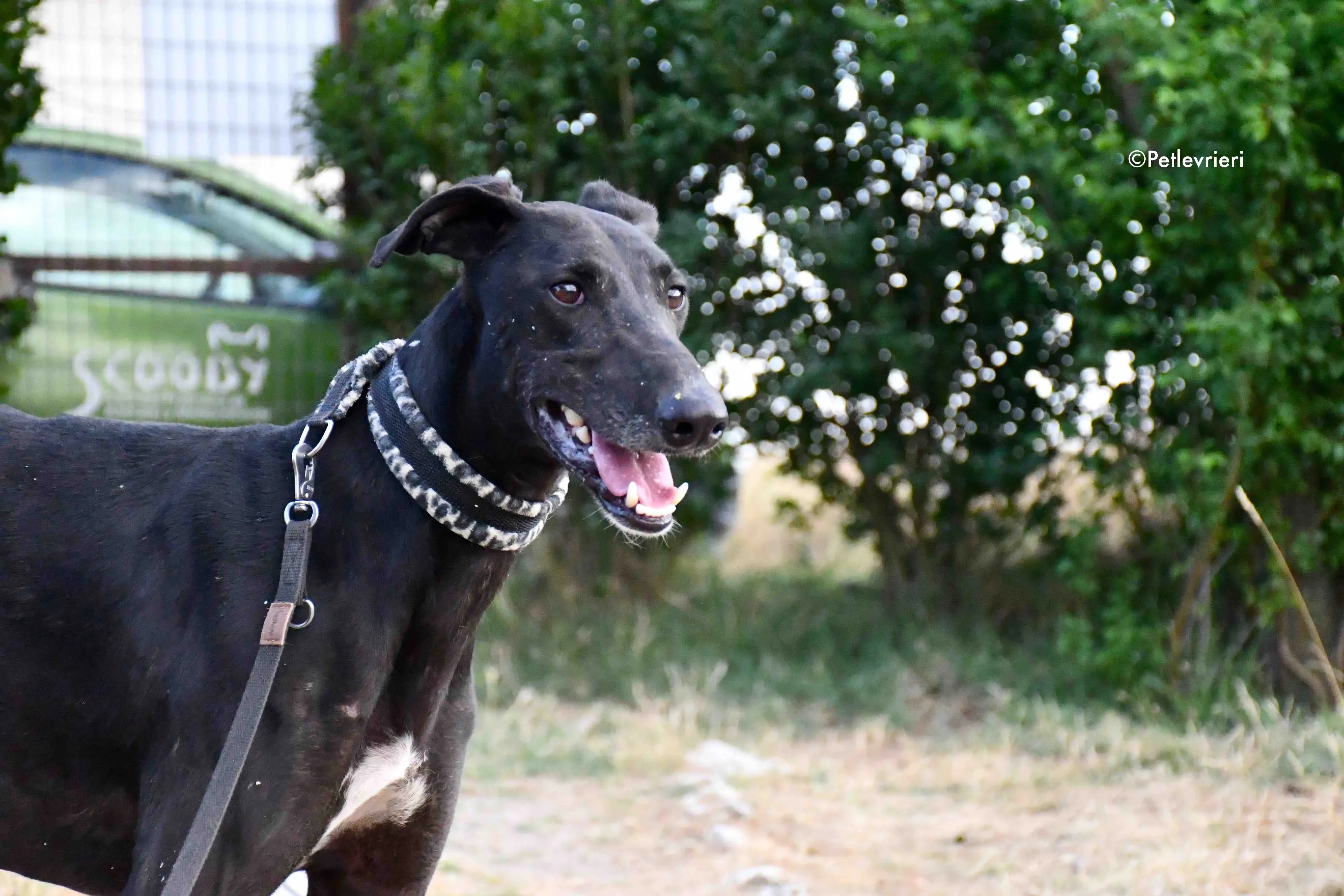 marengo adozione levrieri galgo 7