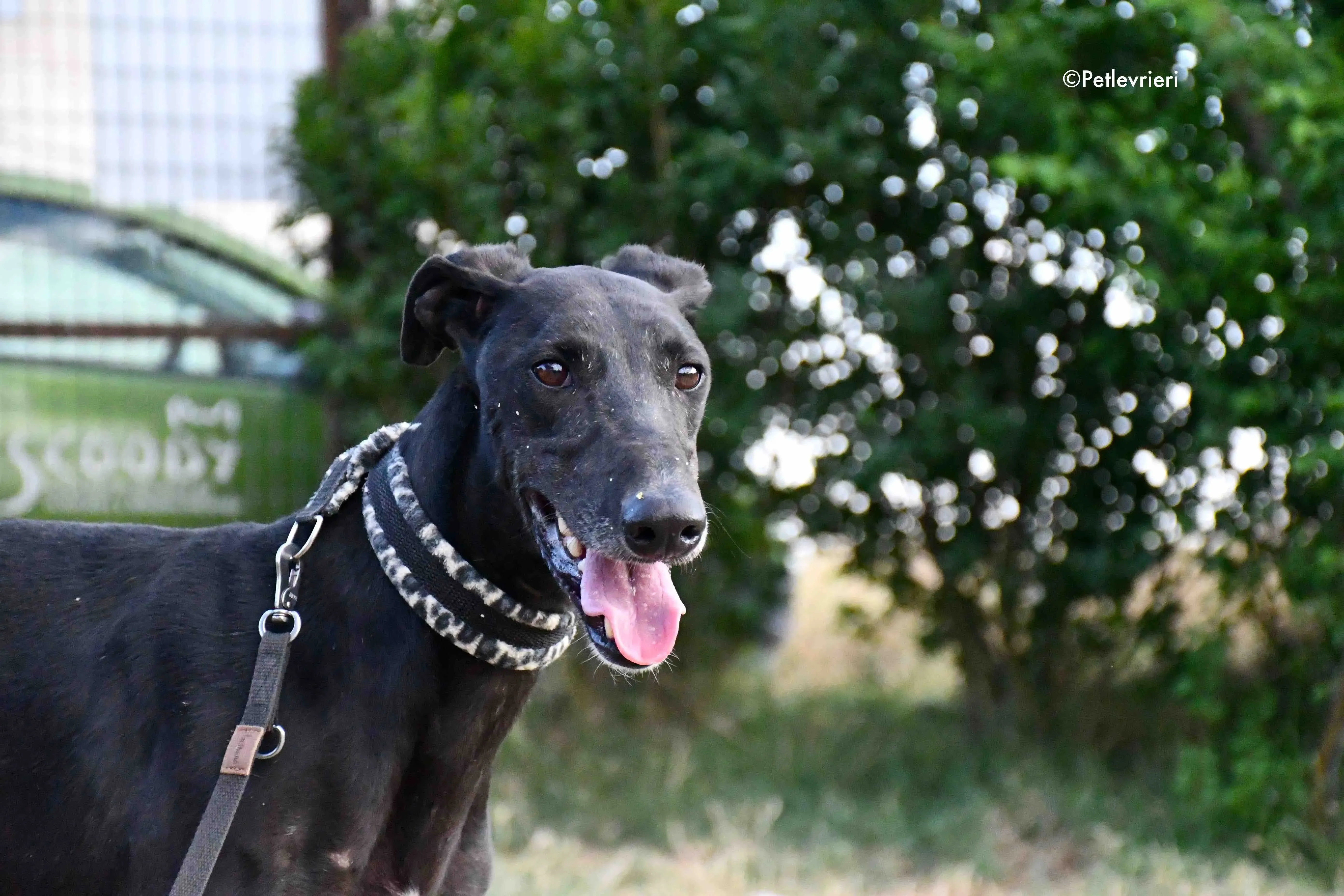 marengo adozione levrieri galgo 8