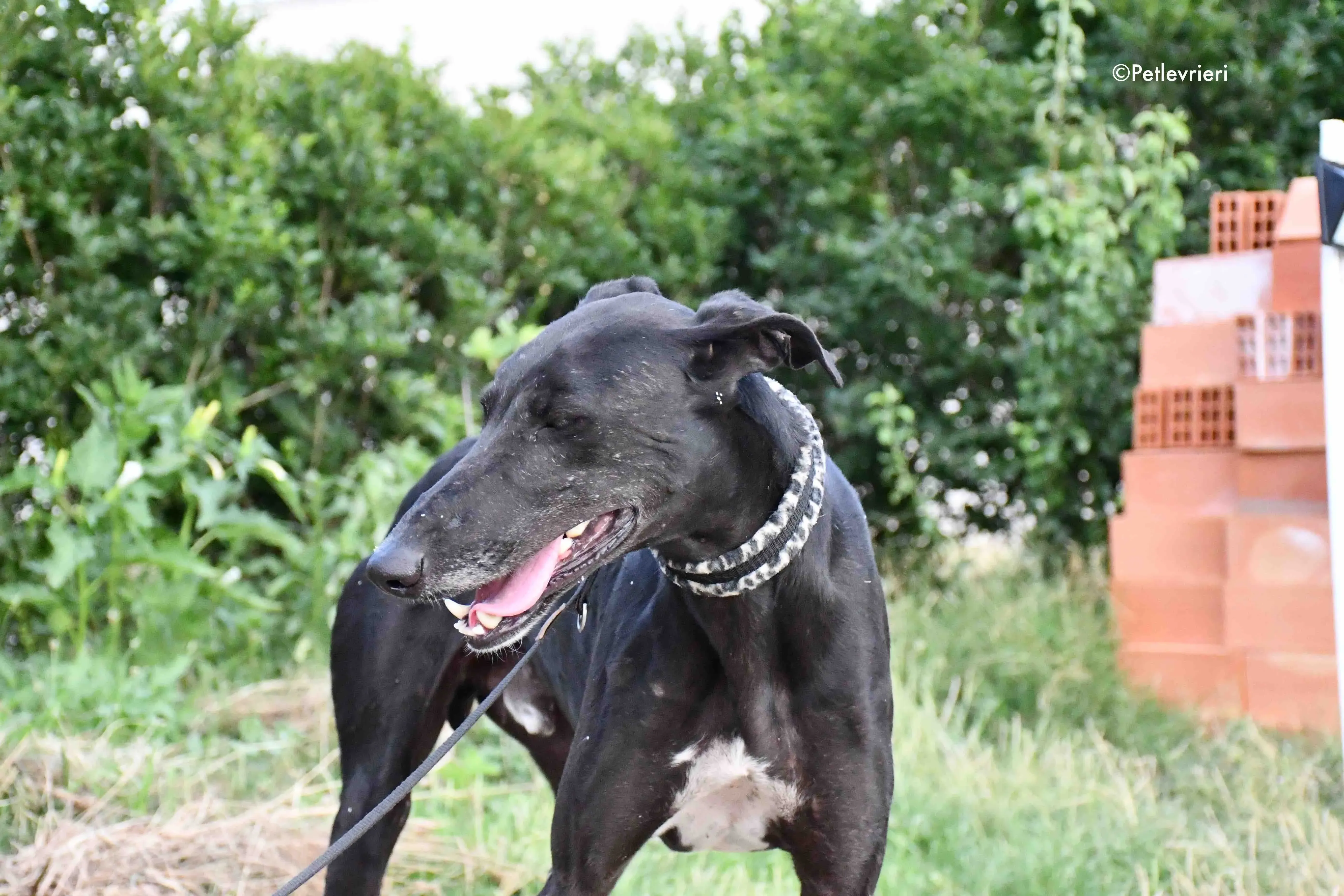 marengo adozione levrieri galgo 9