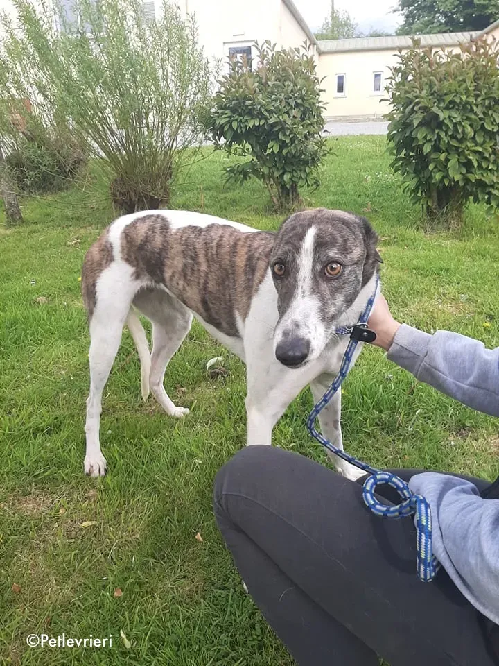 margot adozione levrieri greyhound 1
