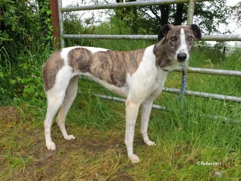 margot adozione levrieri greyhound 10