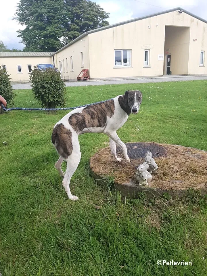 margot adozione levrieri greyhound 4