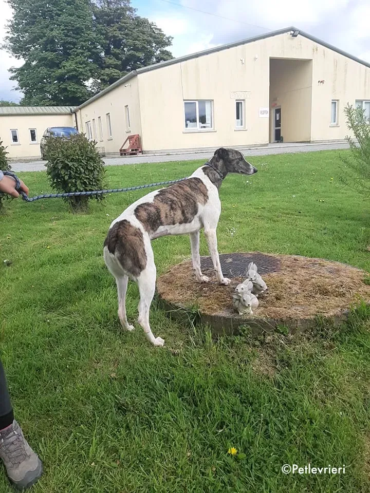 margot adozione levrieri greyhound 5
