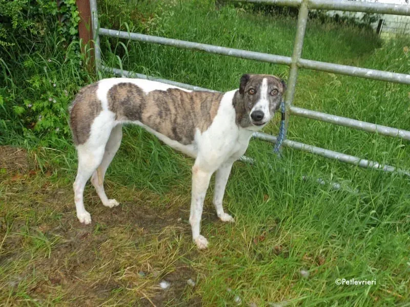 margot adozione levrieri greyhound 6