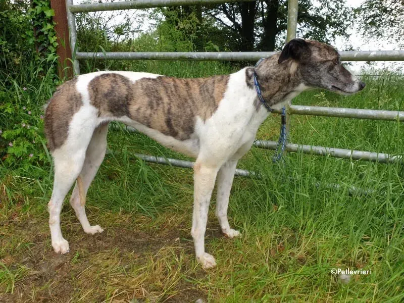 margot adozione levrieri greyhound 7