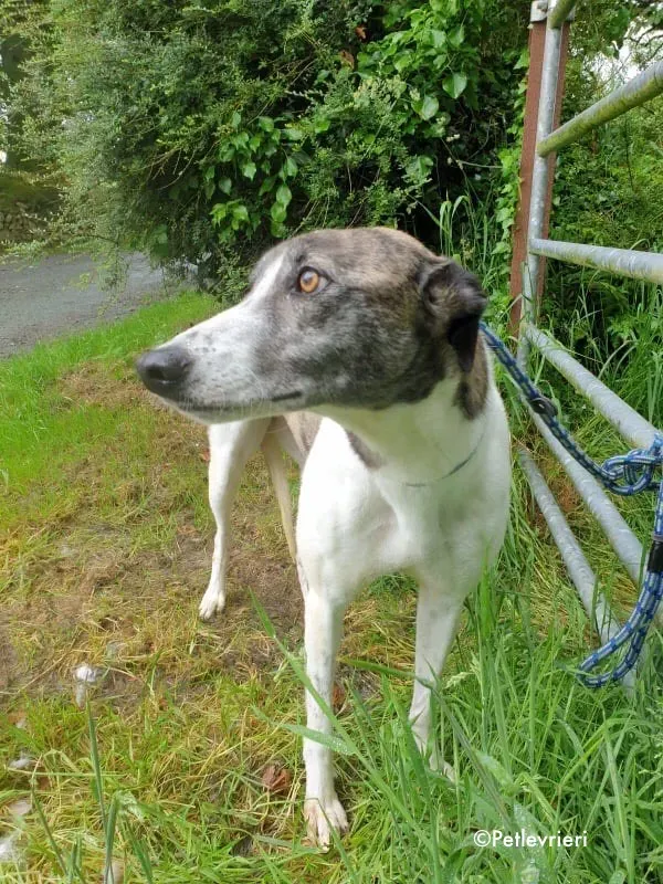 margot adozione levrieri greyhound 8