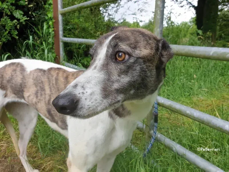 margot adozione levrieri greyhound 9