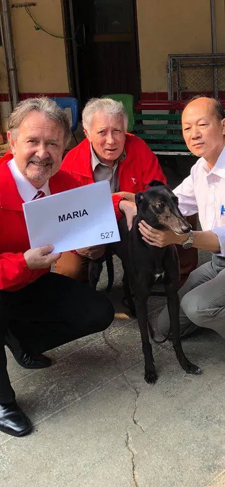 maria adozione greyhound macao