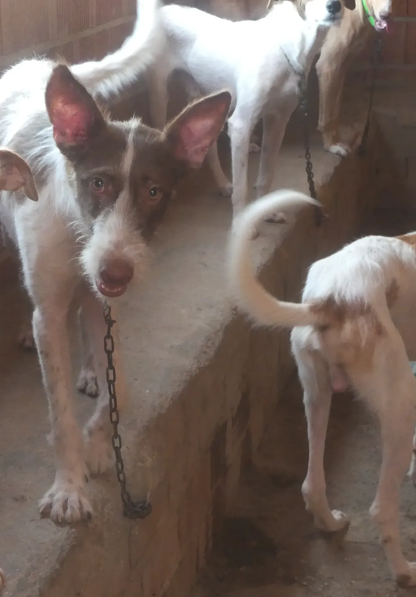 maria base firmas contra la caza foto 2