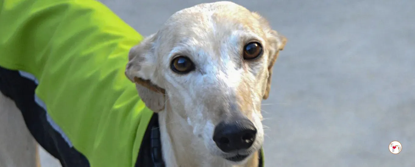 maria galgo adozione 00 copertina b