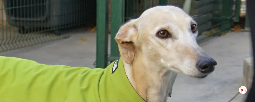 maria galgo adozione 00 copertina c