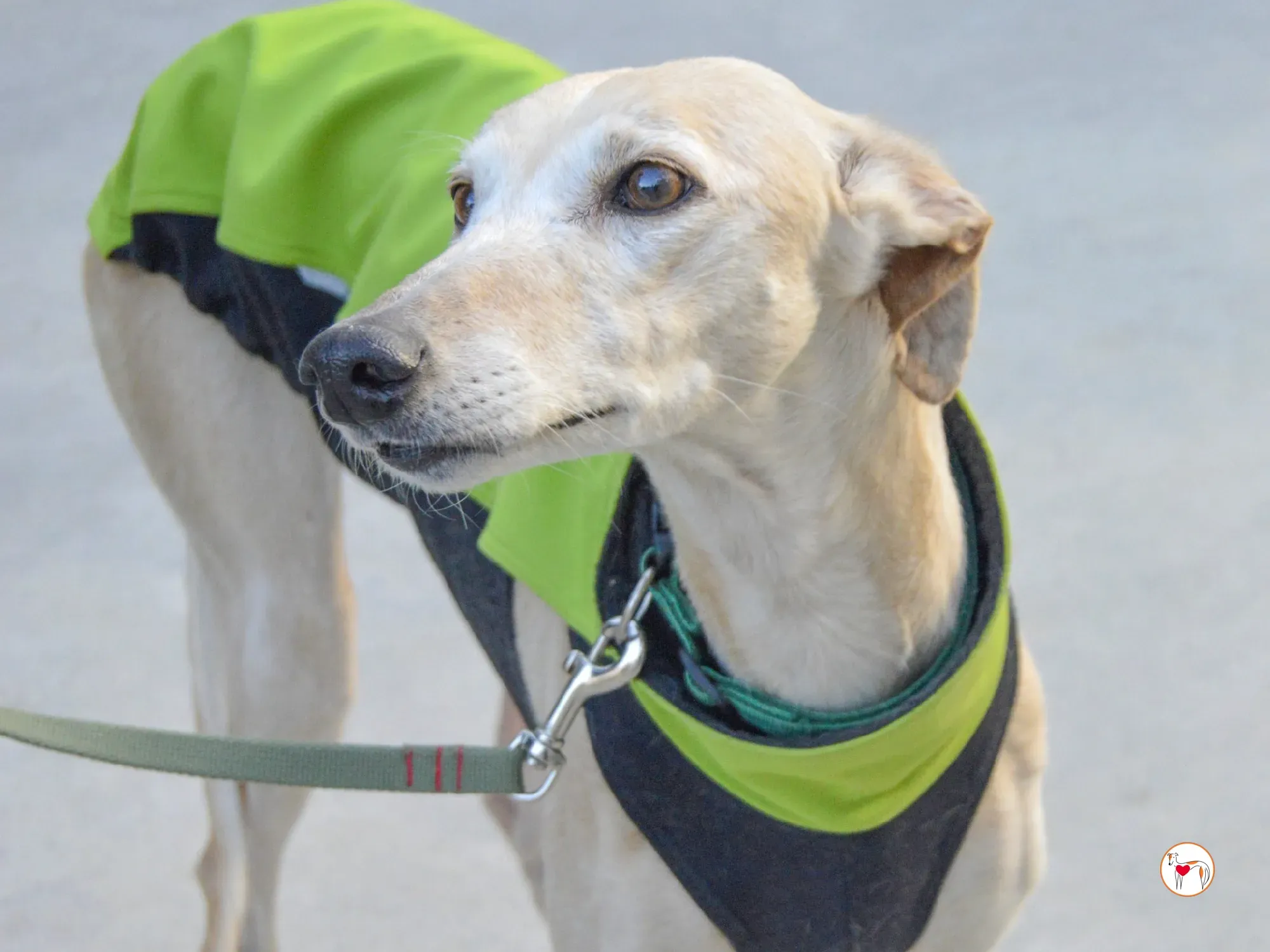 maria galgo adozione 1