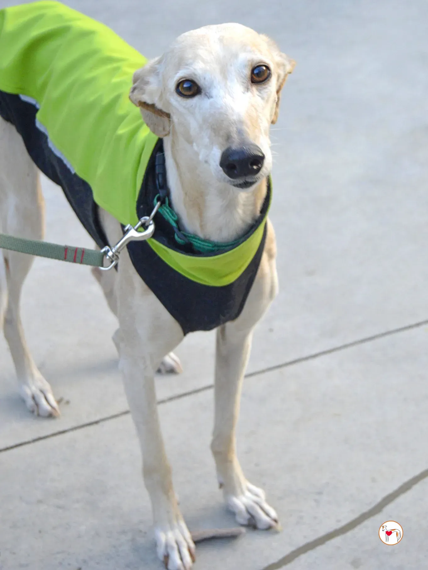 maria galgo adozione 2