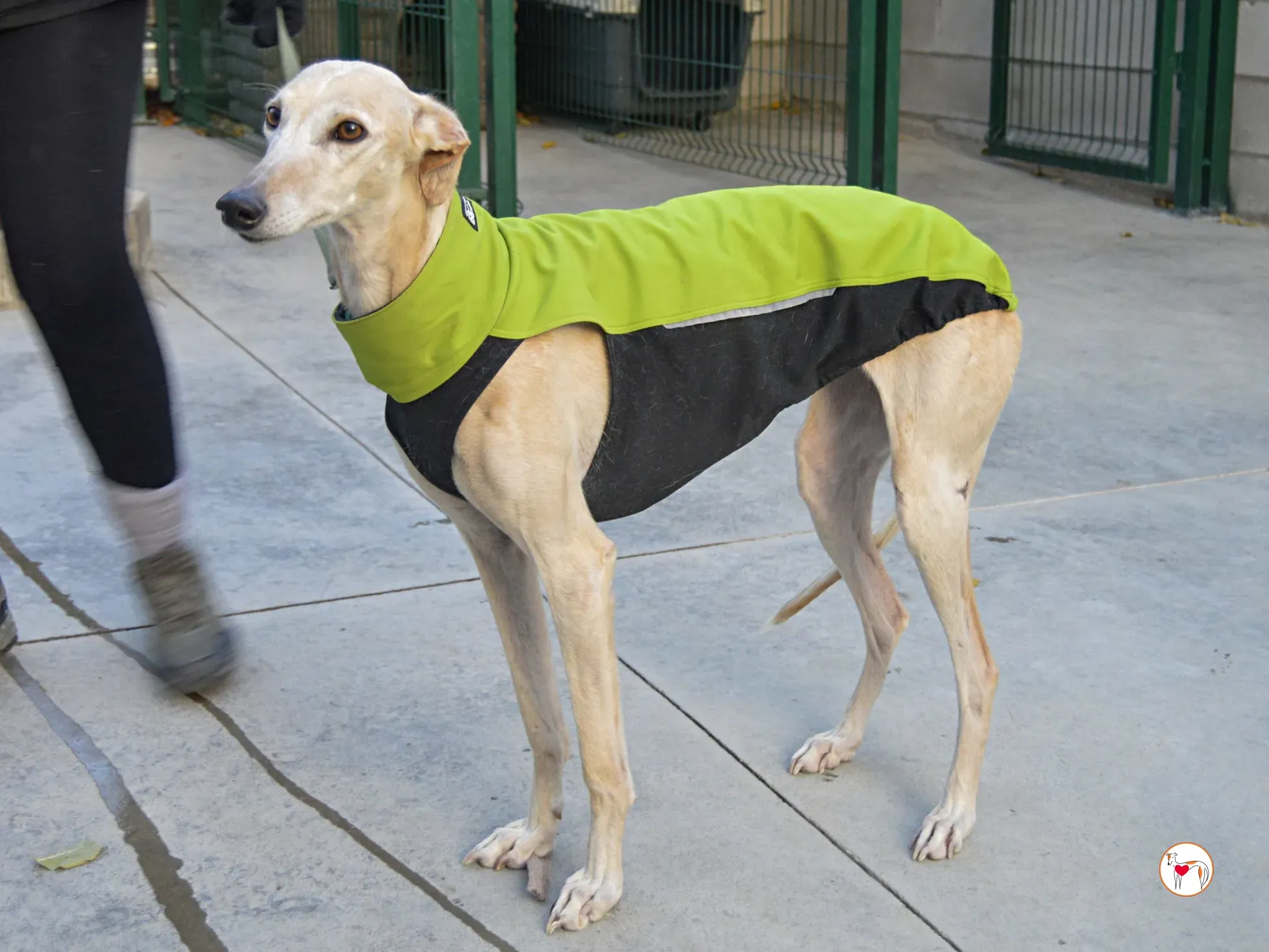 maria galgo adozione 3